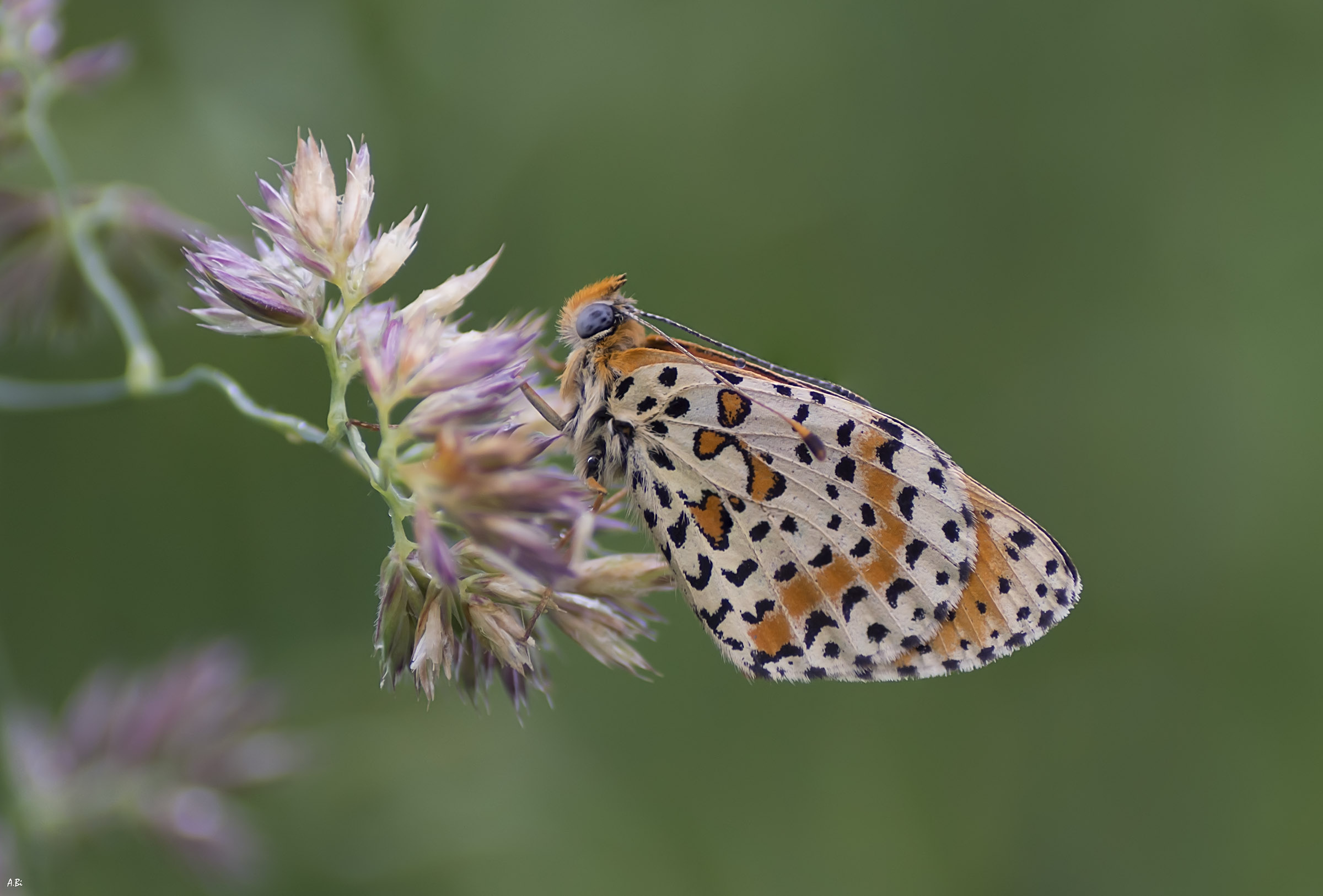 Melitaea