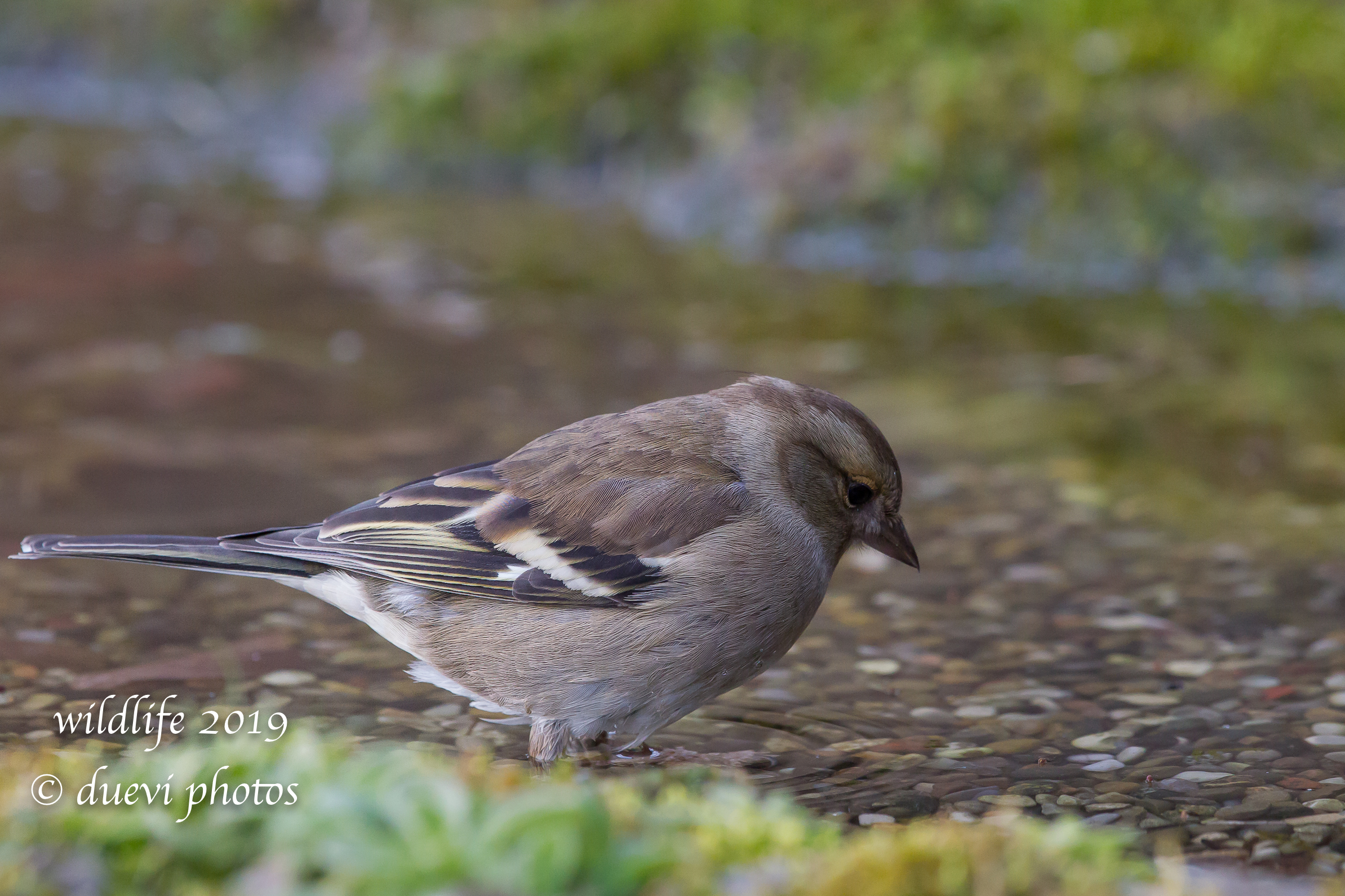 Fringilla Coelebs (f)