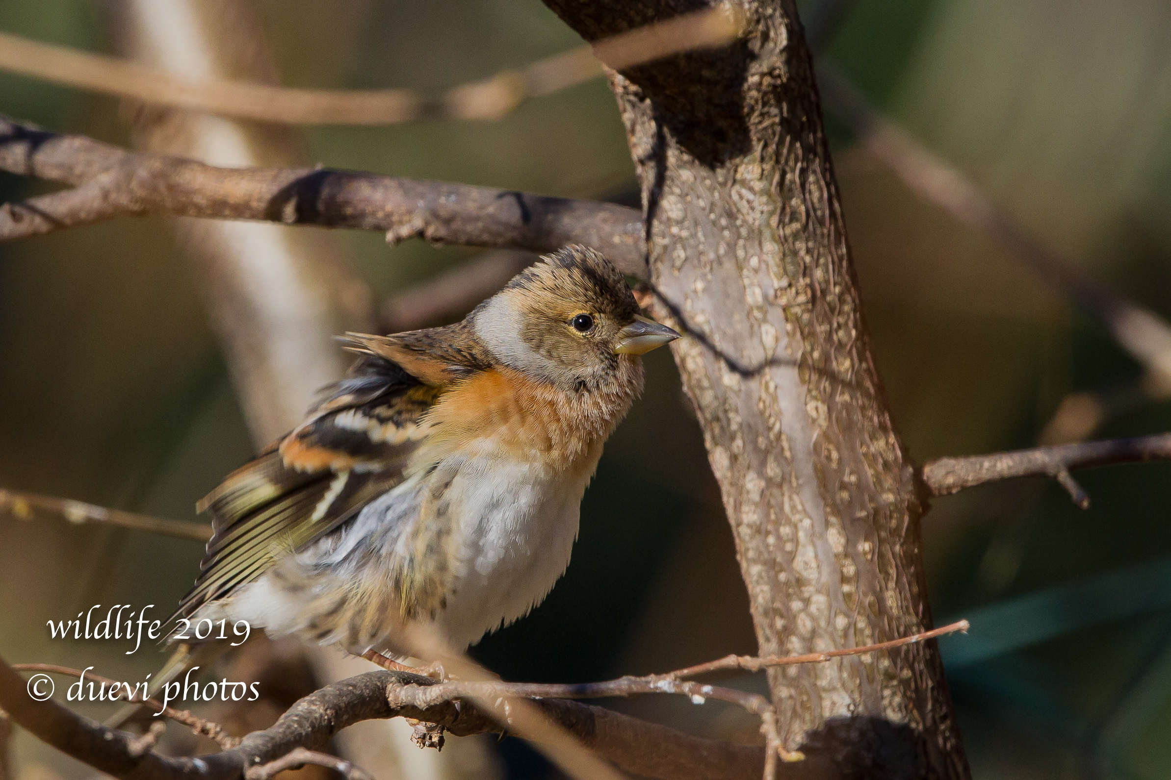 The Brambling (Fringilla montifringilla)