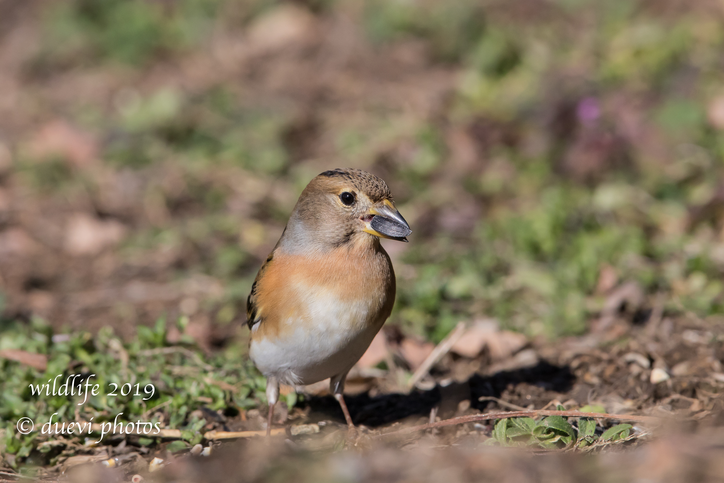 The Brambling (Fringilla montifringilla)