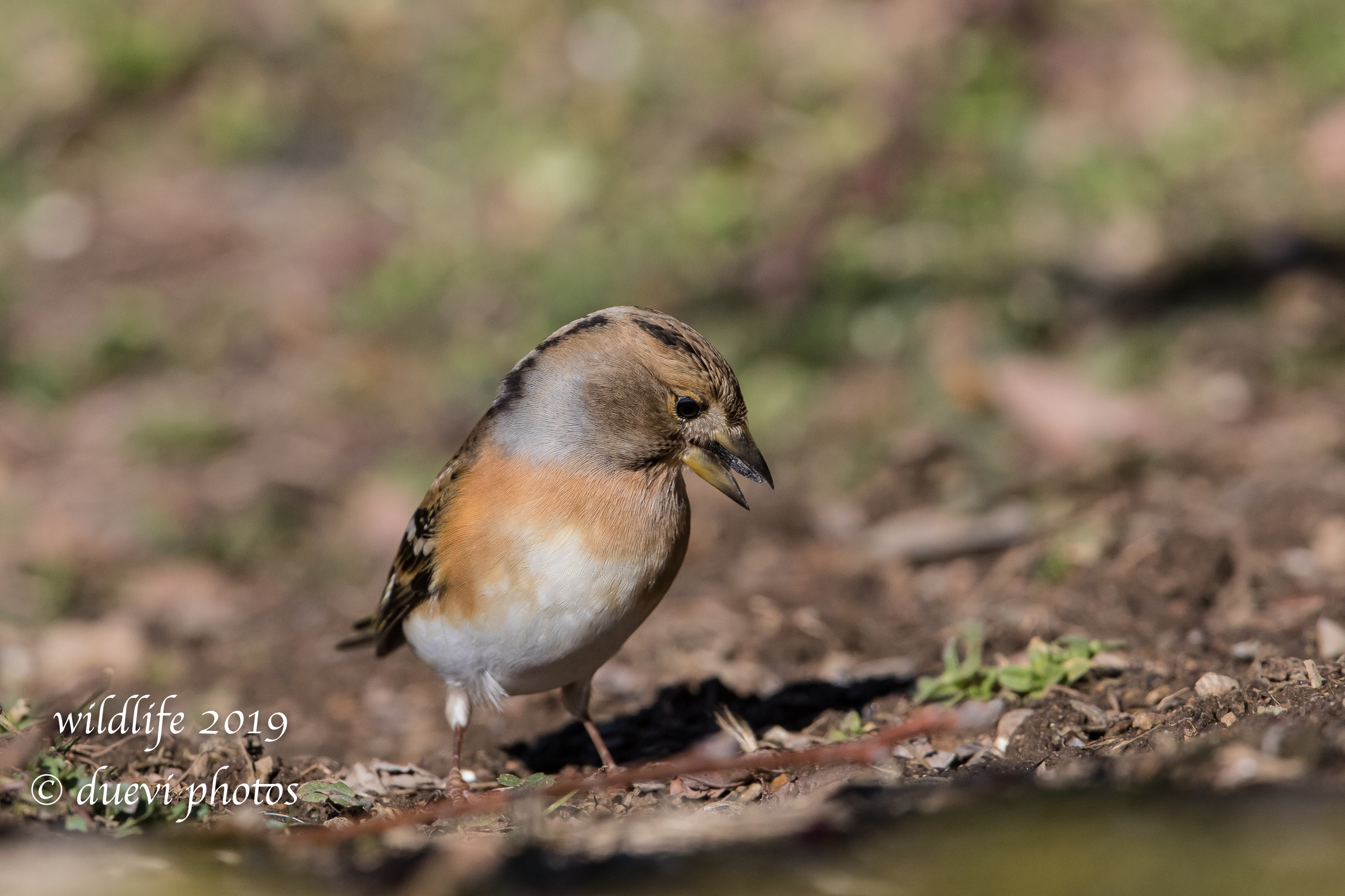 The Brambling (Fringilla montifringilla)