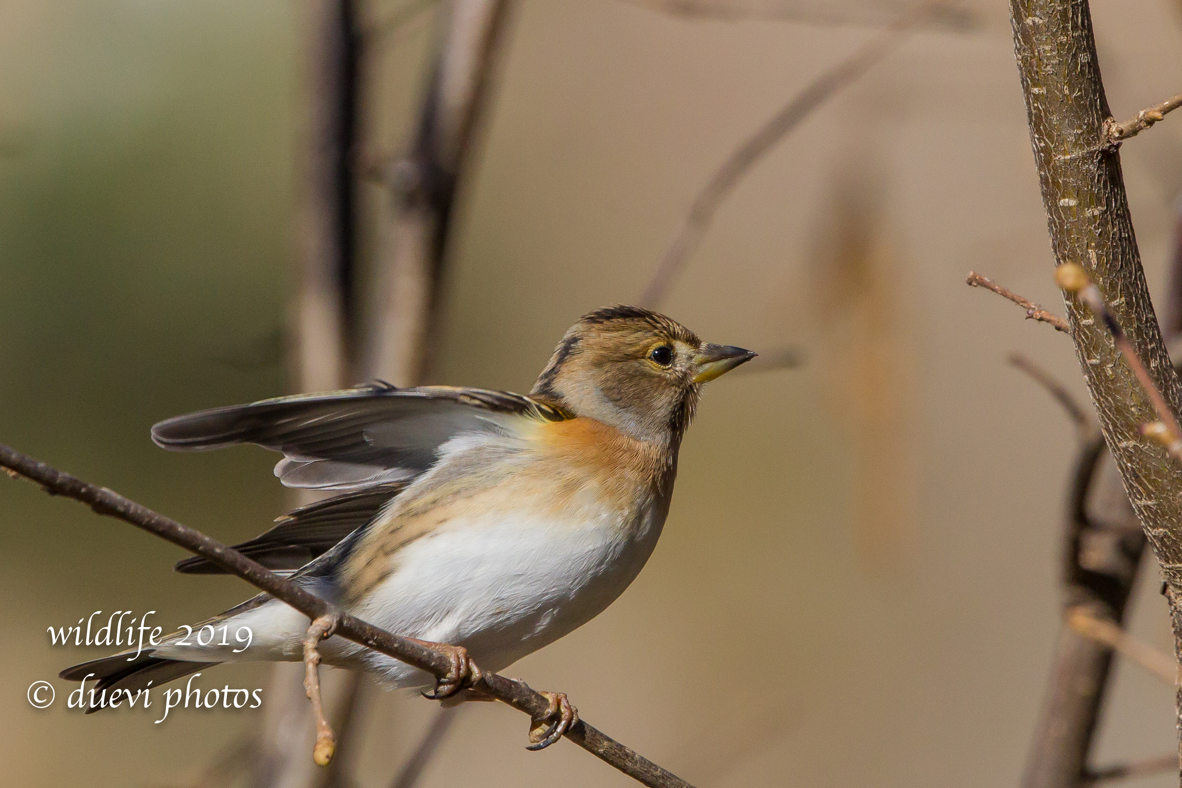 The Brambling (Fringilla montifringilla)