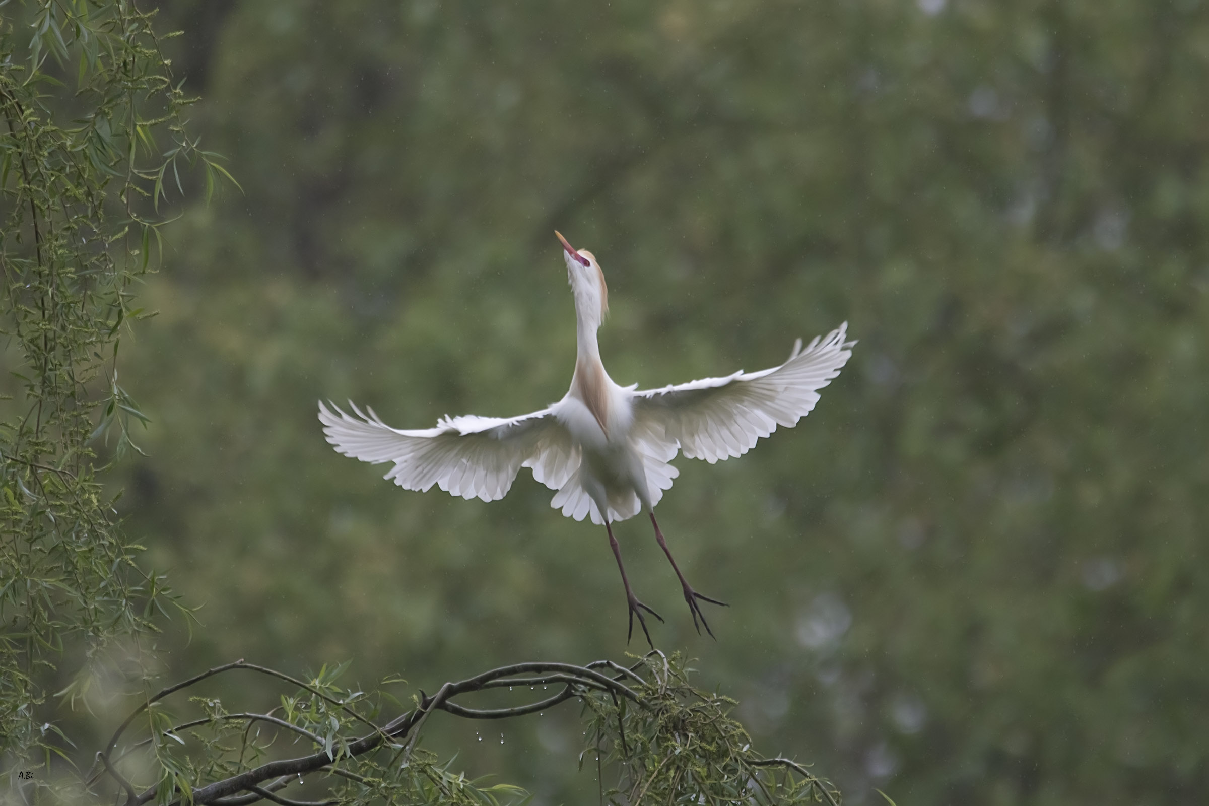 The impetus of the Guardiabuoi