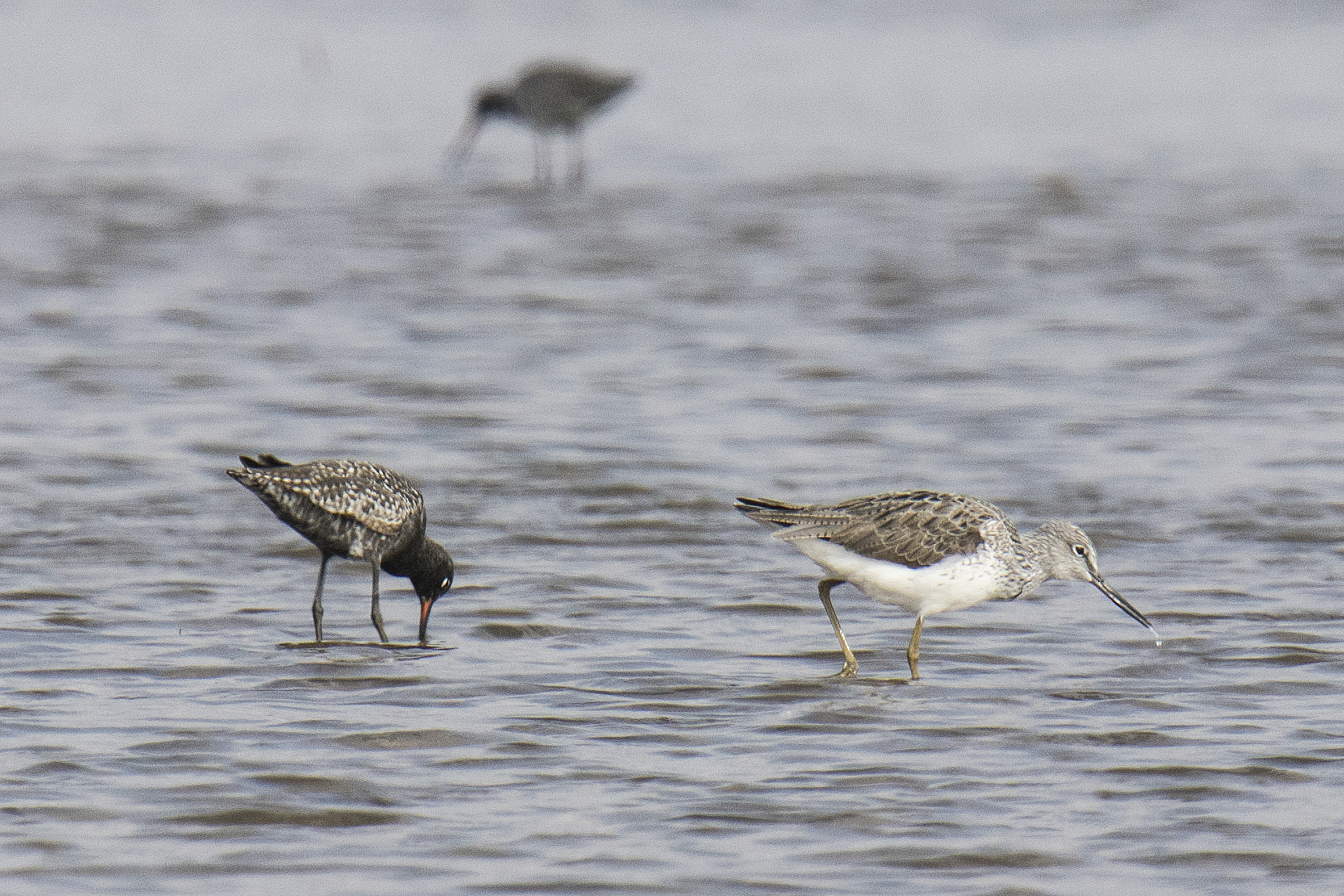 Totano Moro and Greenshank in Paddy