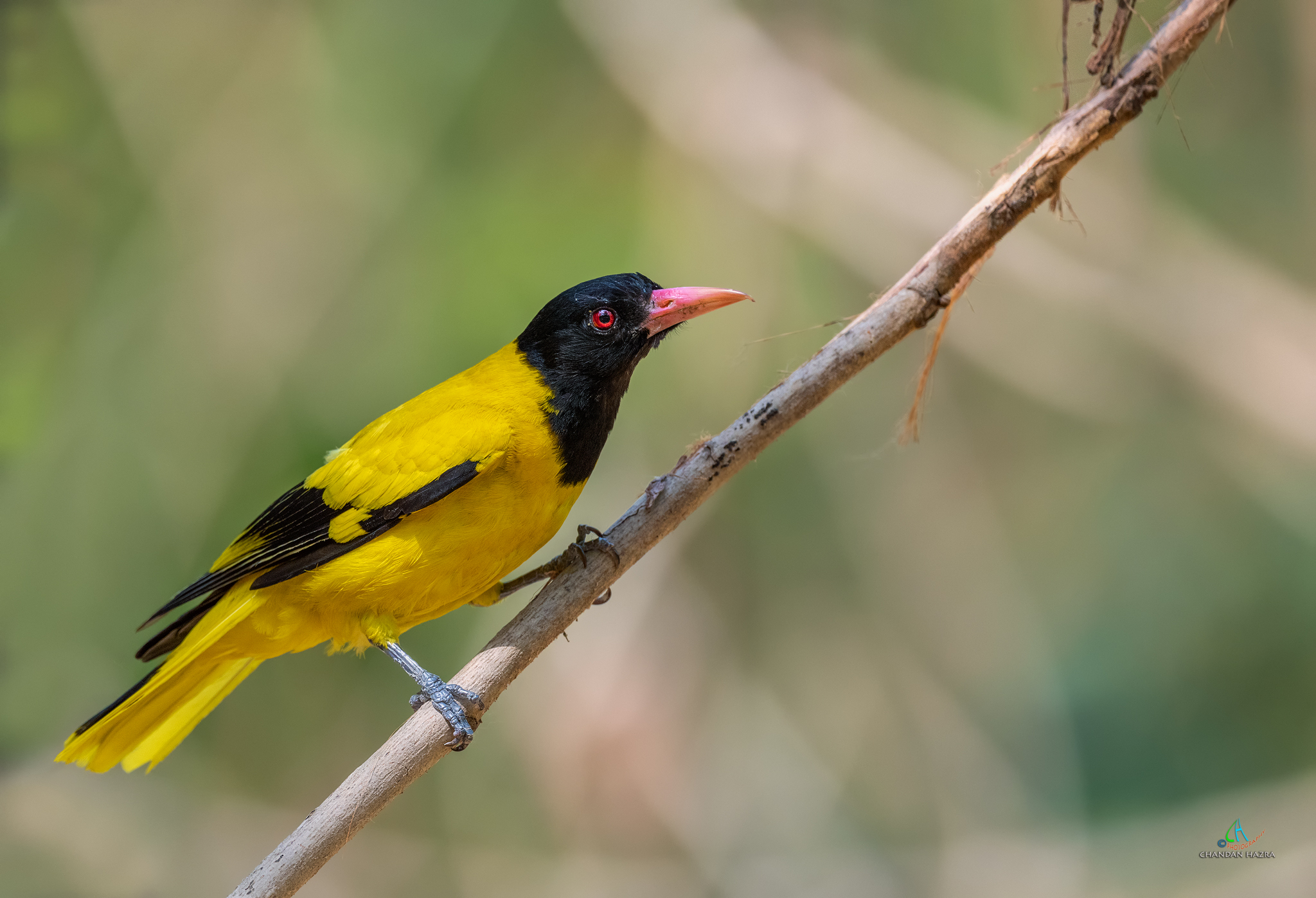 Nero con cappuccio Oriole