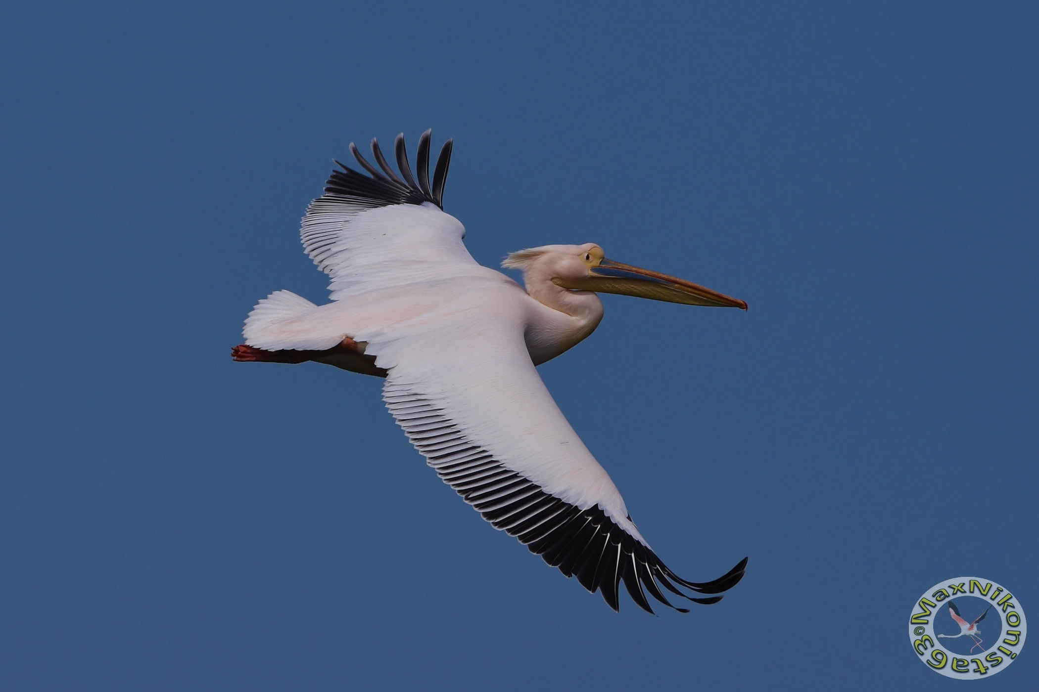 Pelican on the sky of Cagliari, second shot