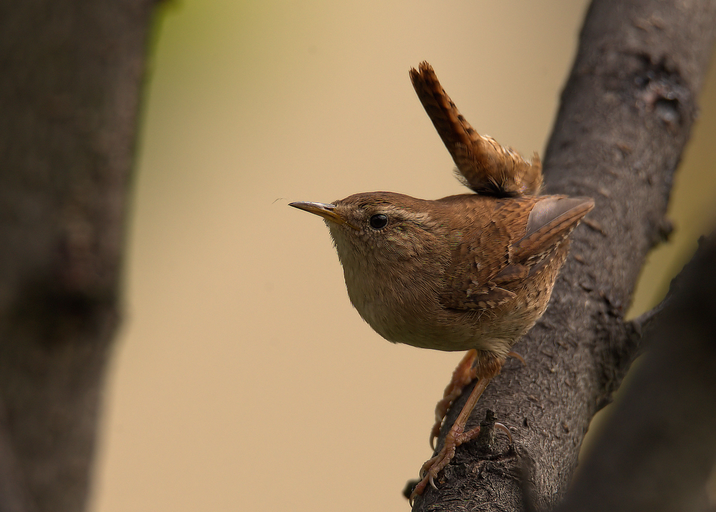 Wren