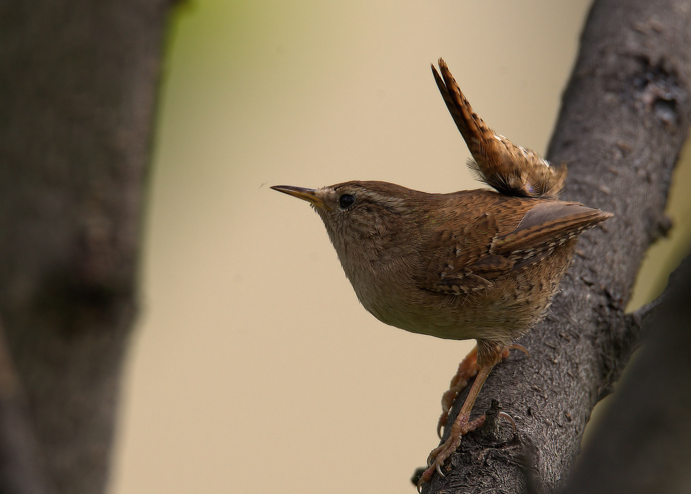 Wren