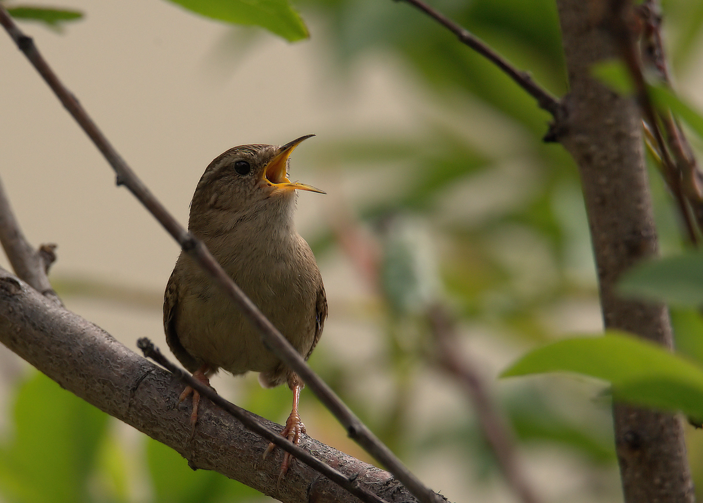 Wren