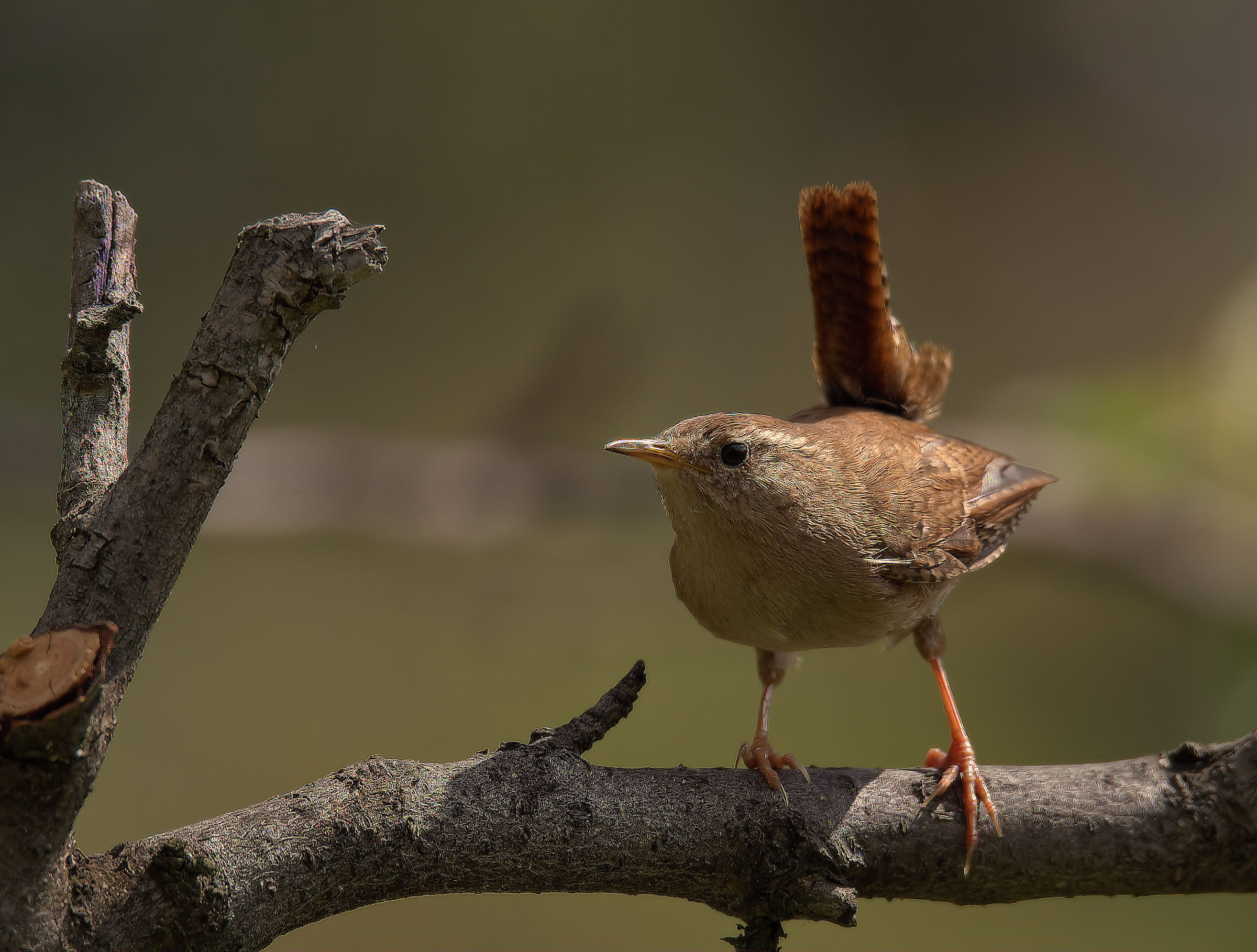 Wren