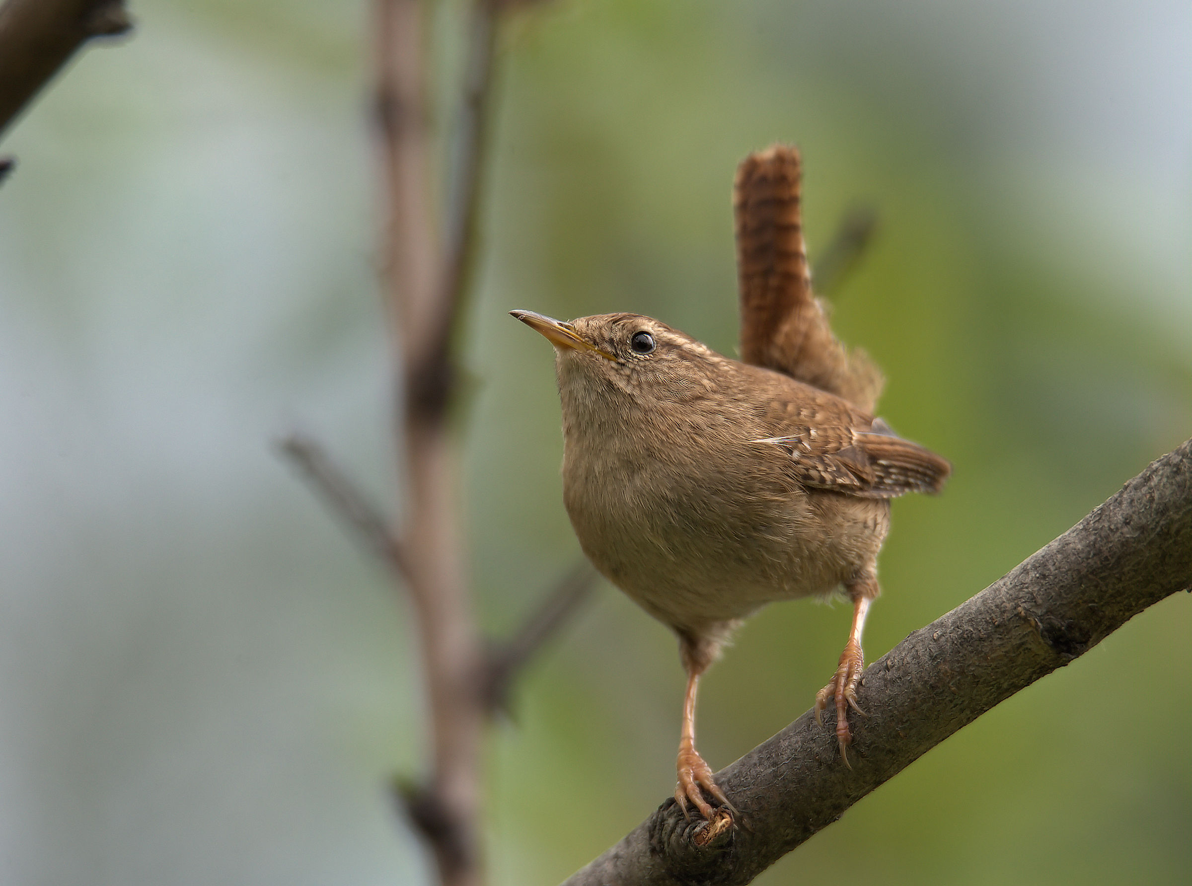 Wren