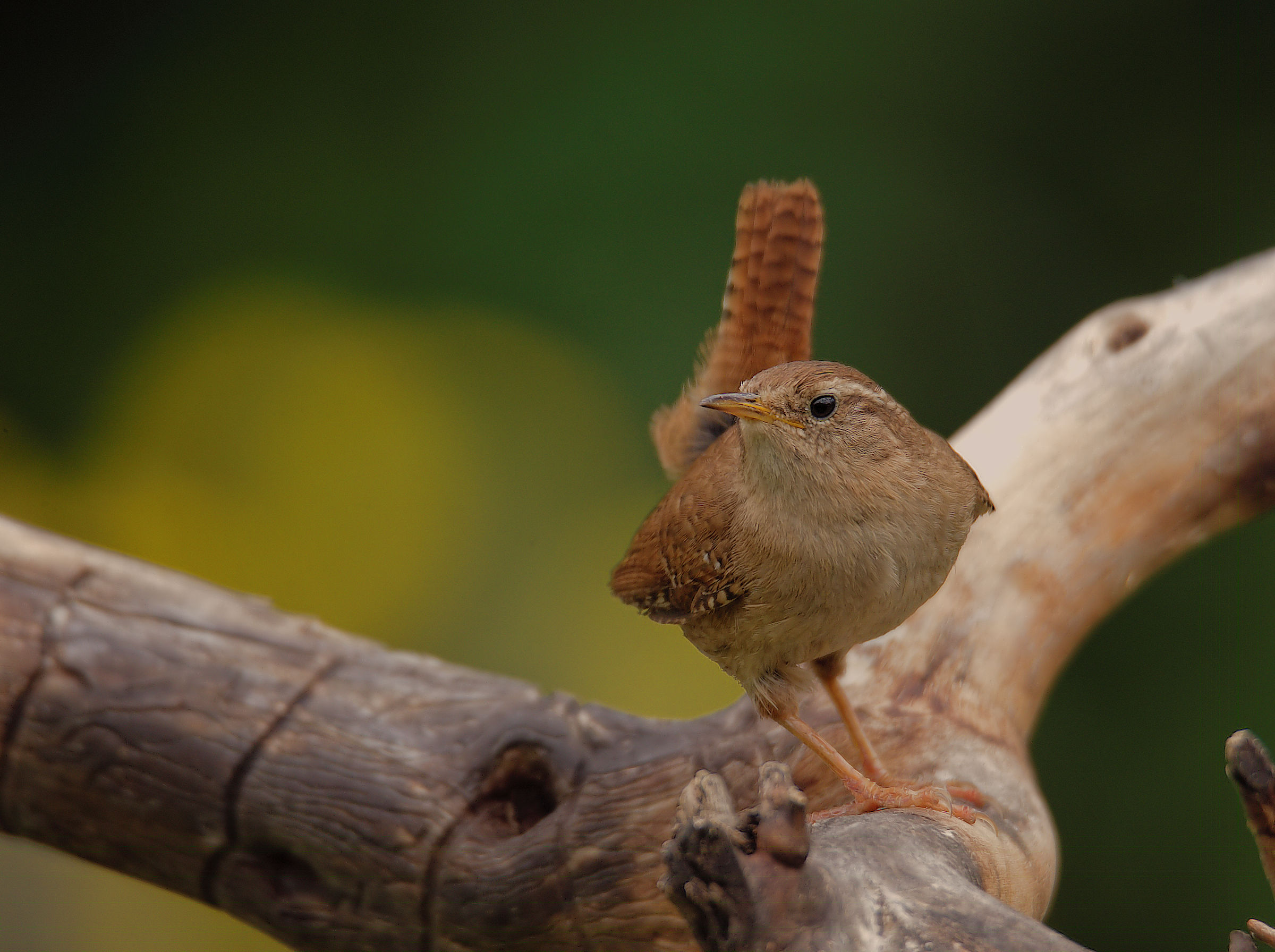 Wren