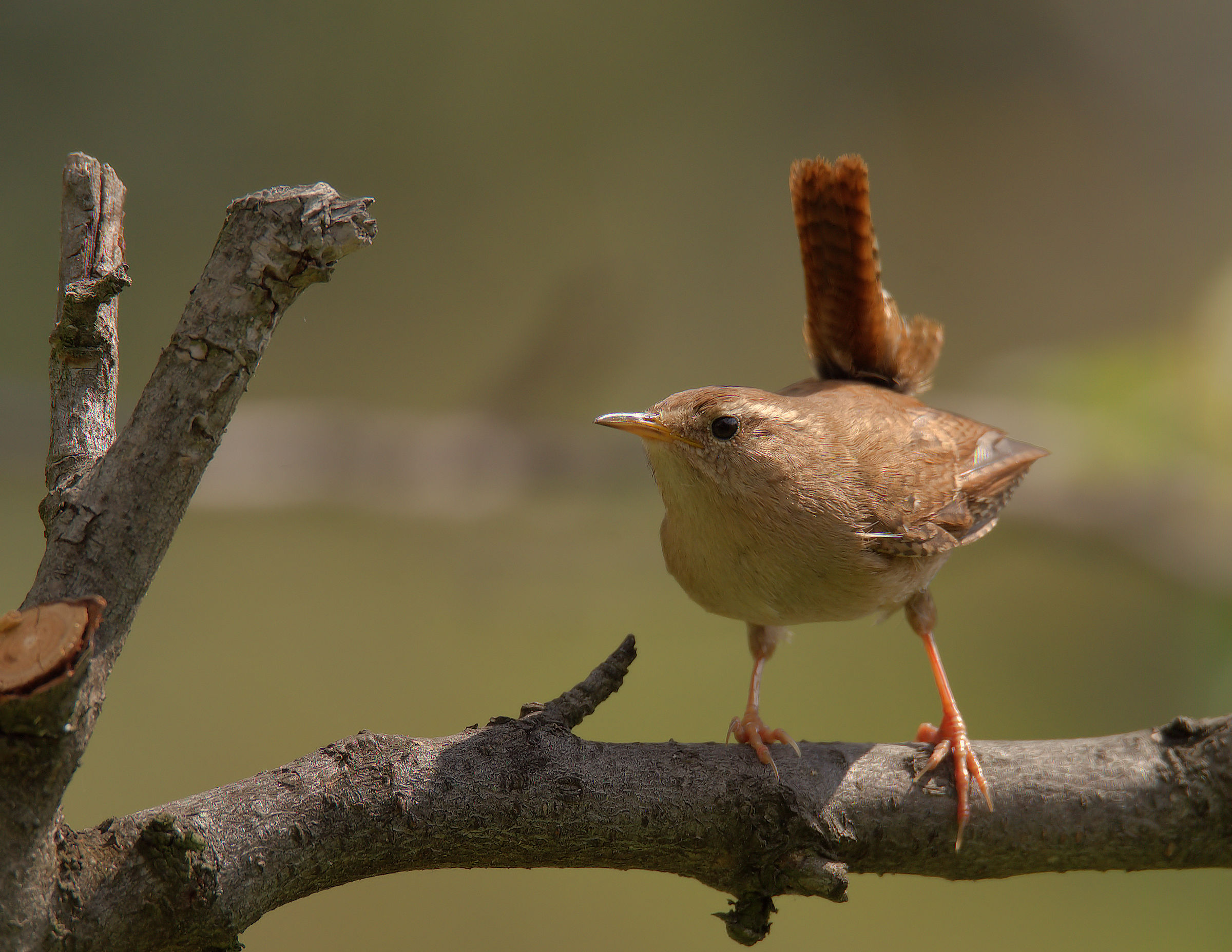 Wren