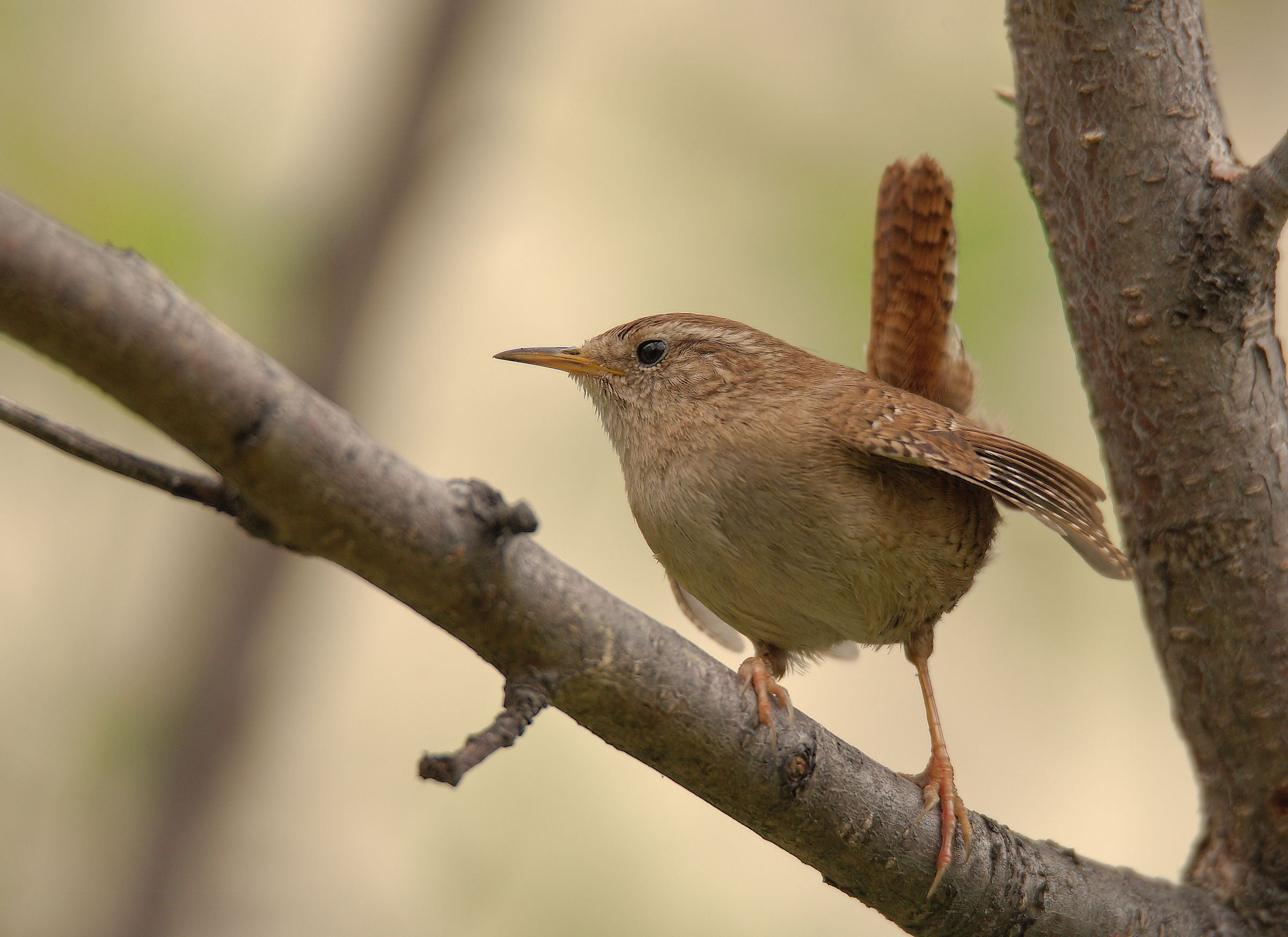 Wren