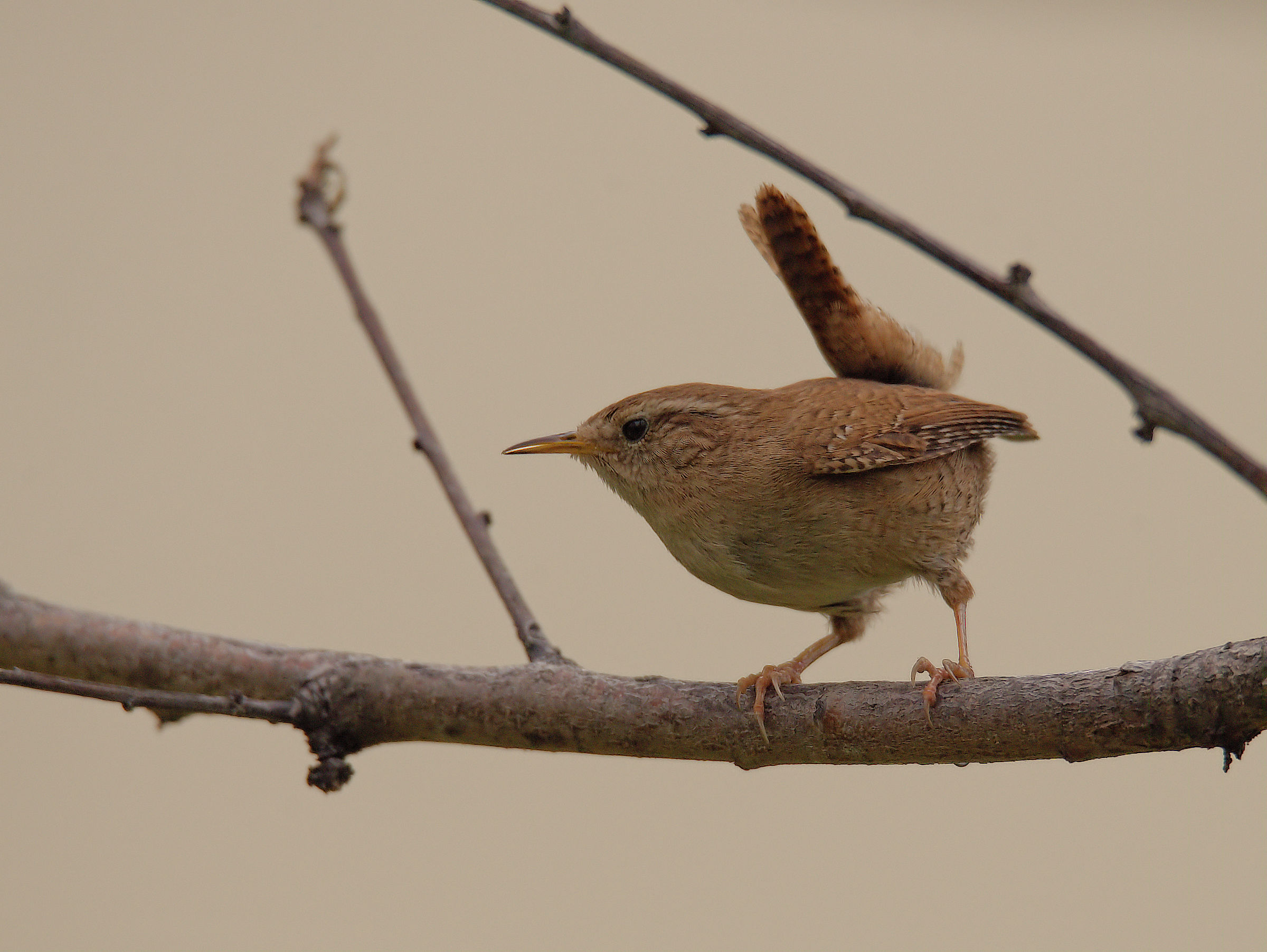 Wren