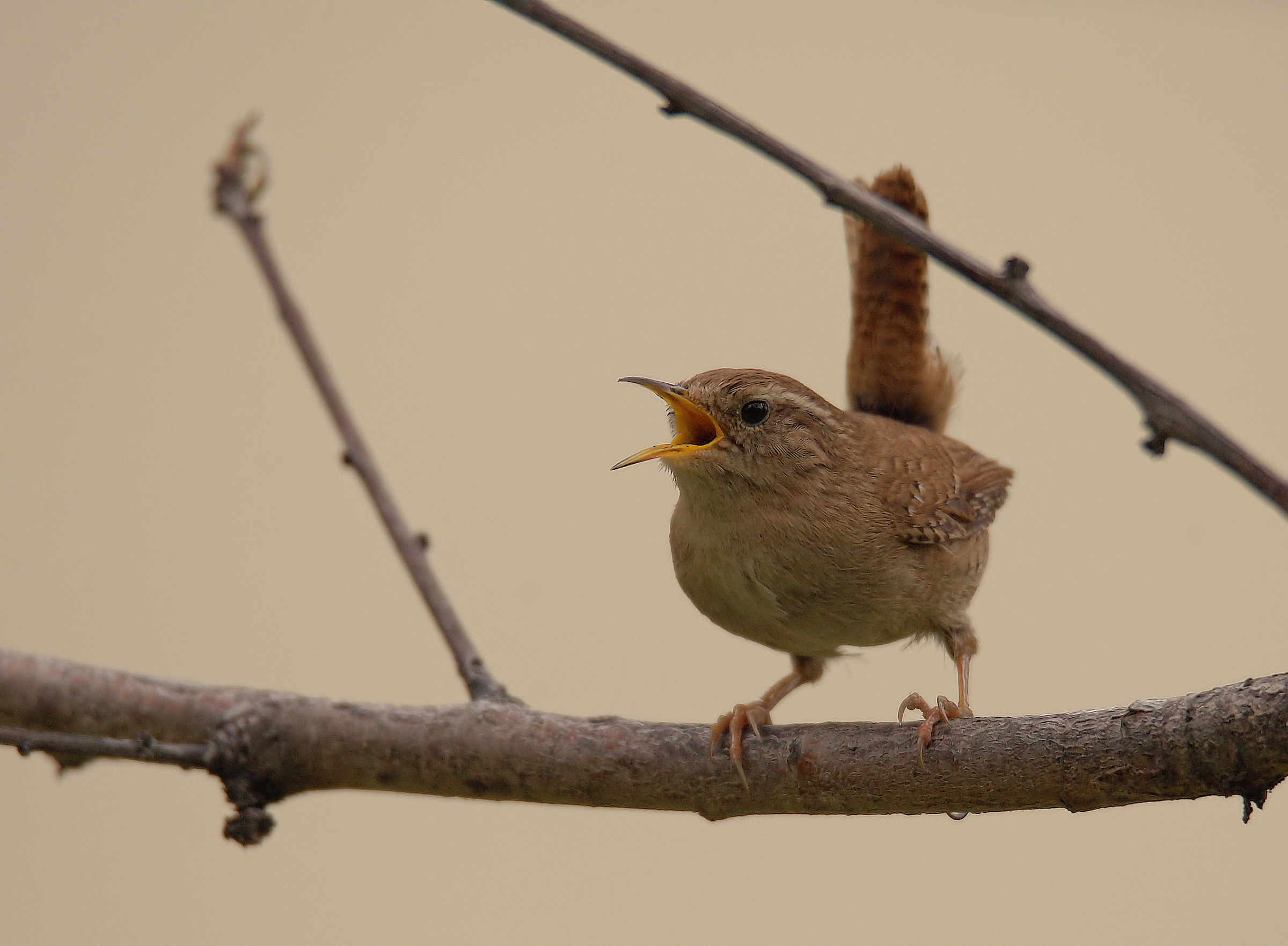 Wren