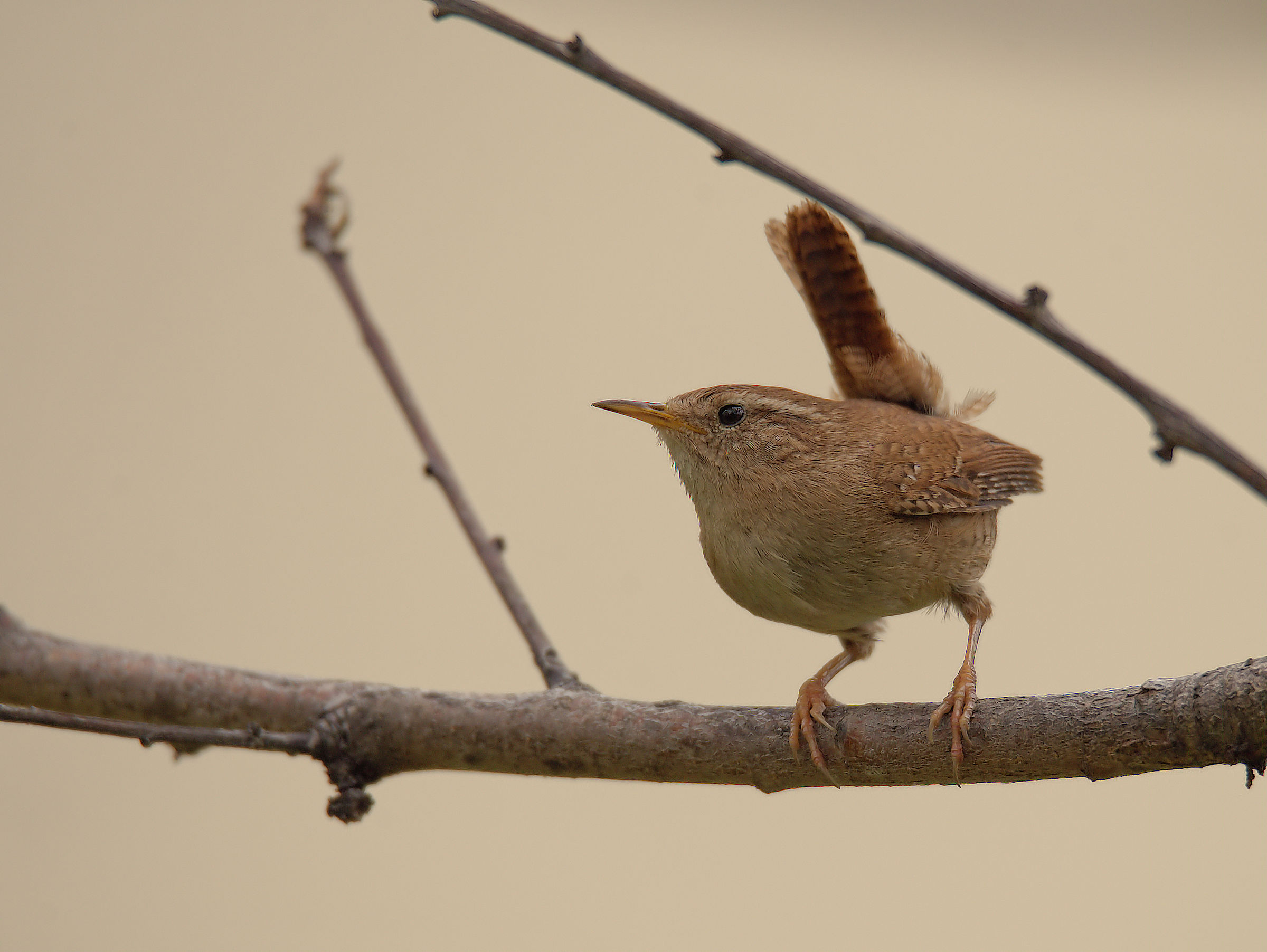 Wren