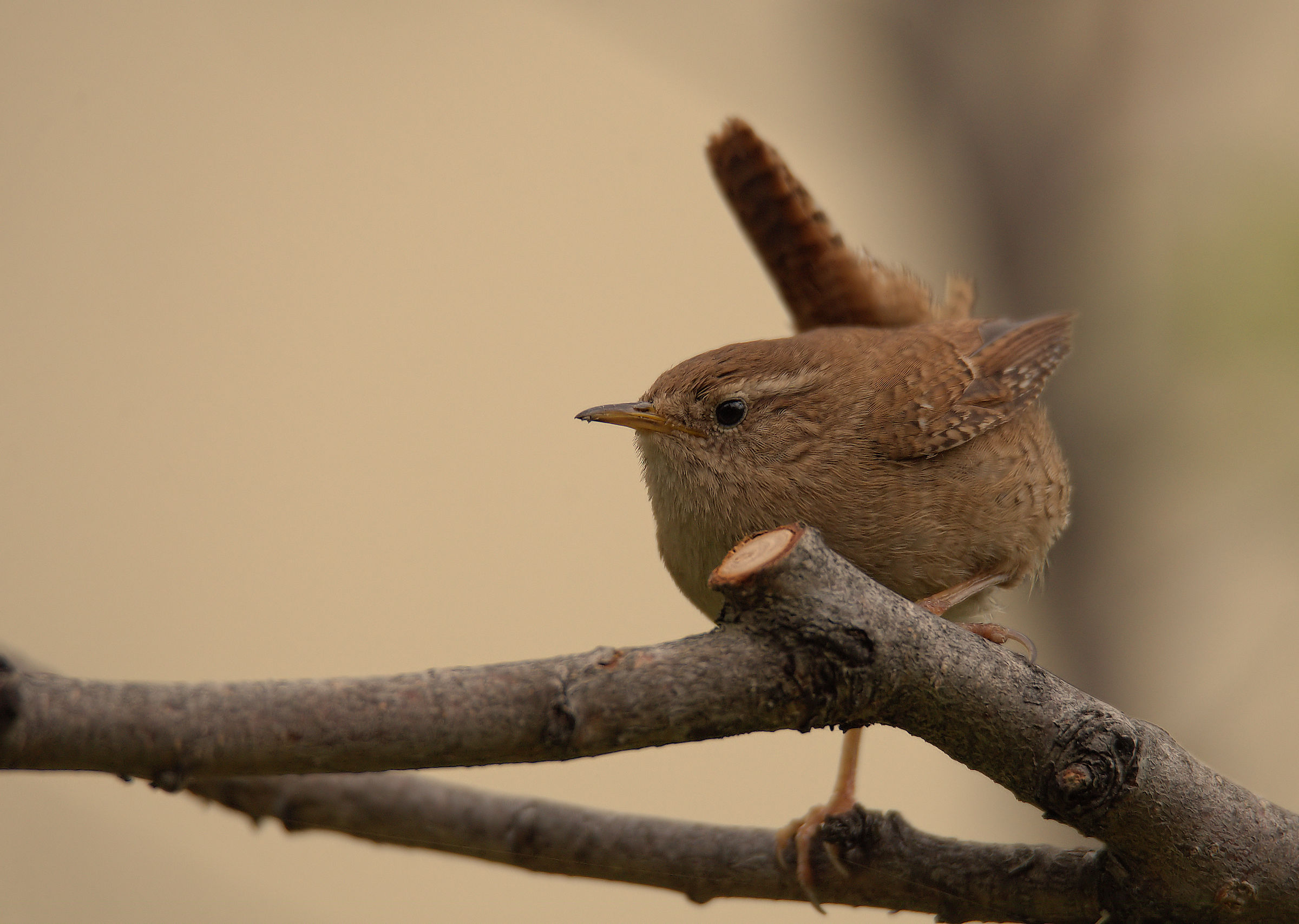 Wren