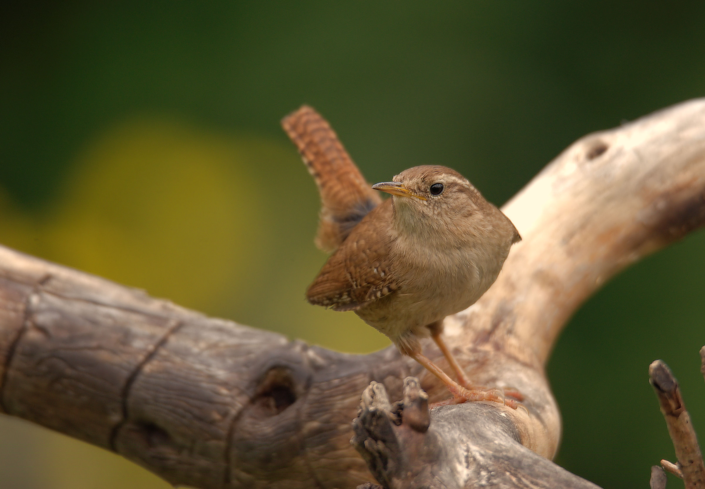 Wren