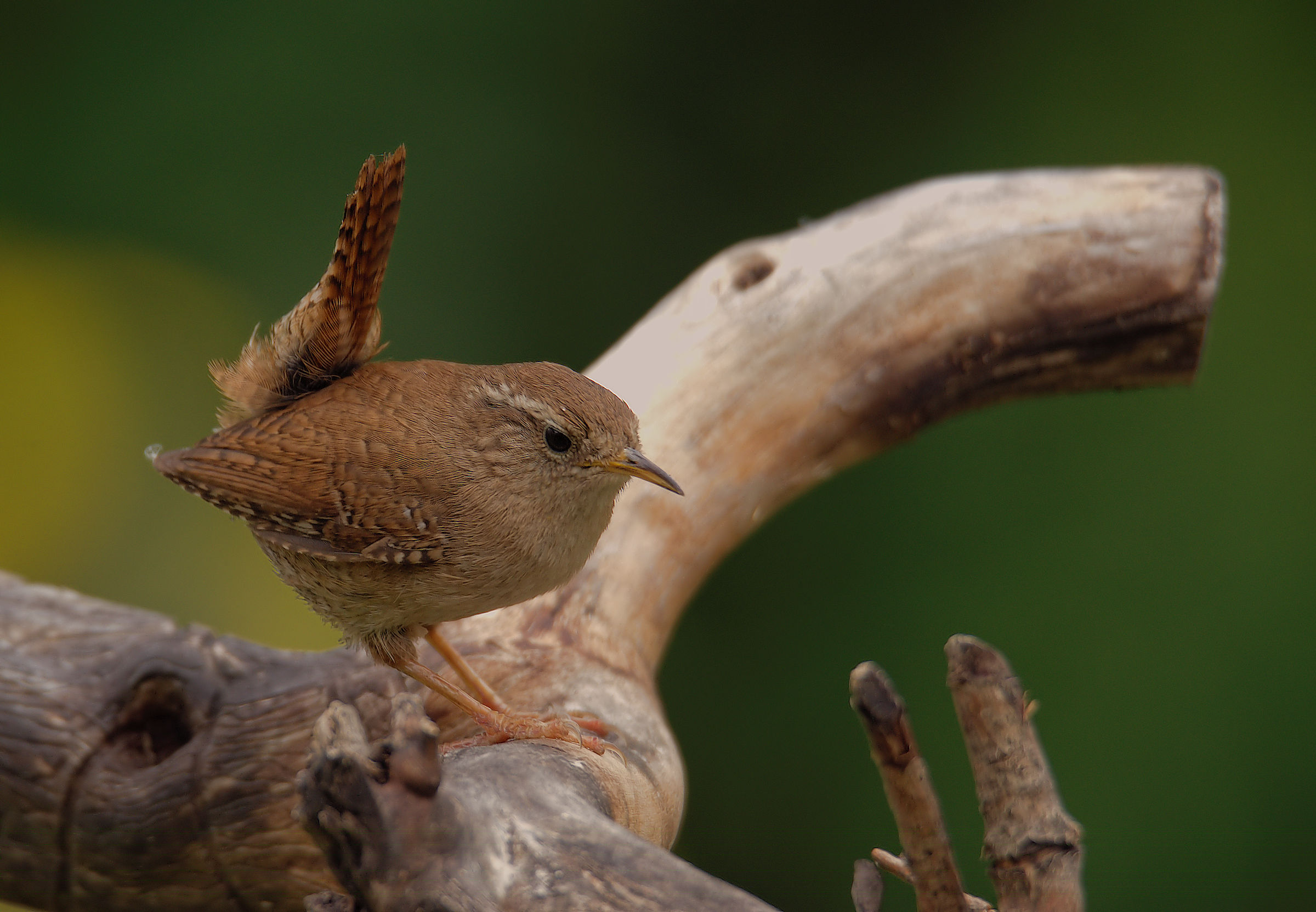 Wren