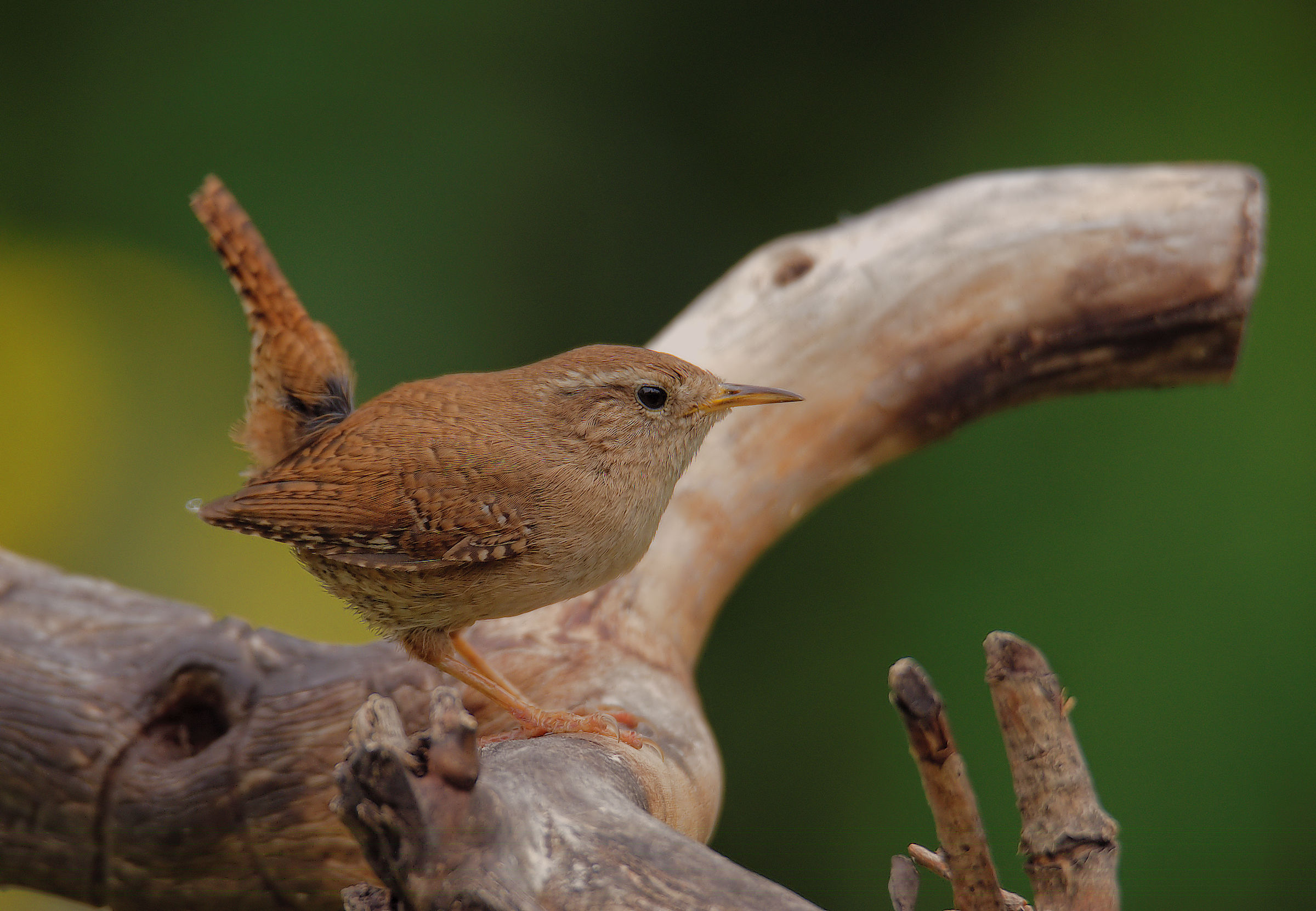 Wren