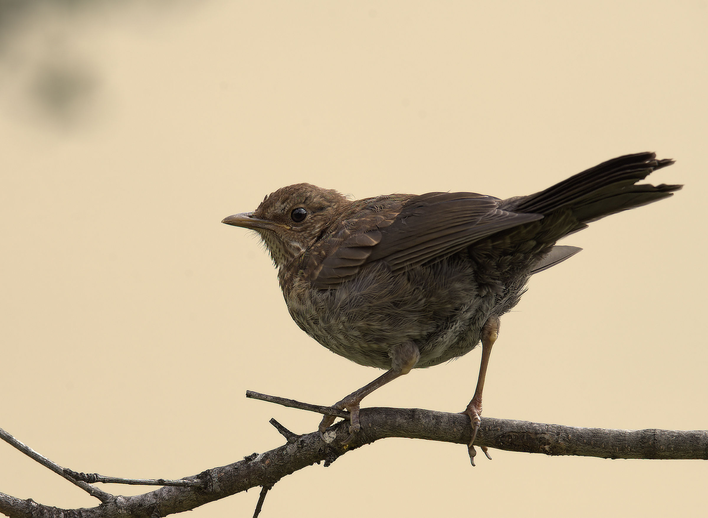 Female Blackbird