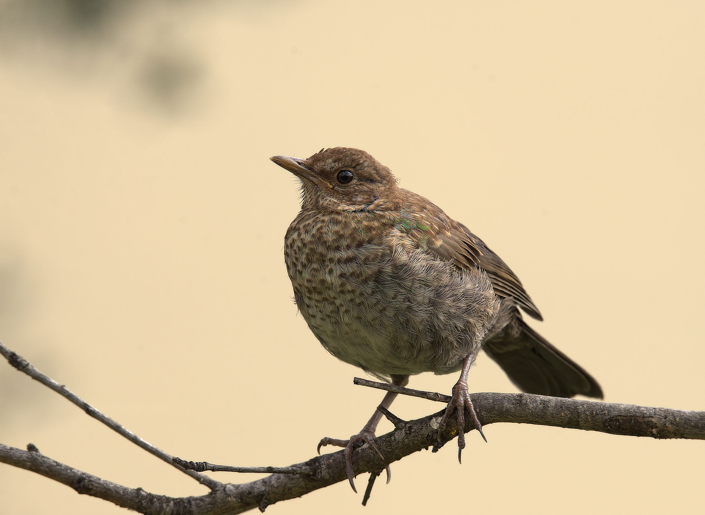 Female Blackbird