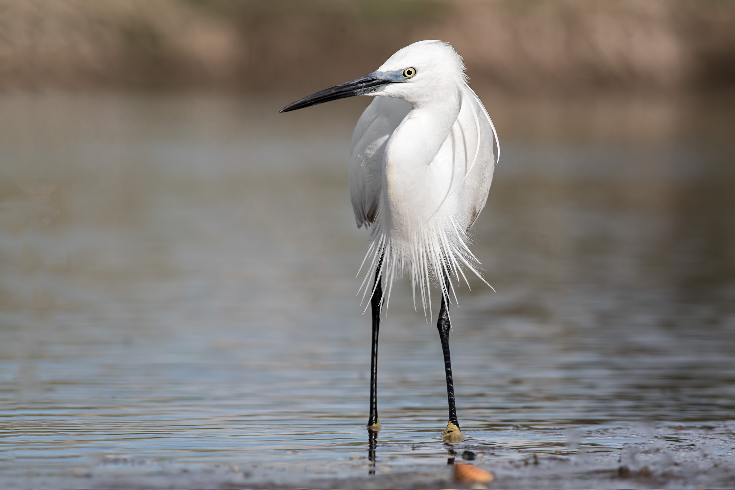 Egret