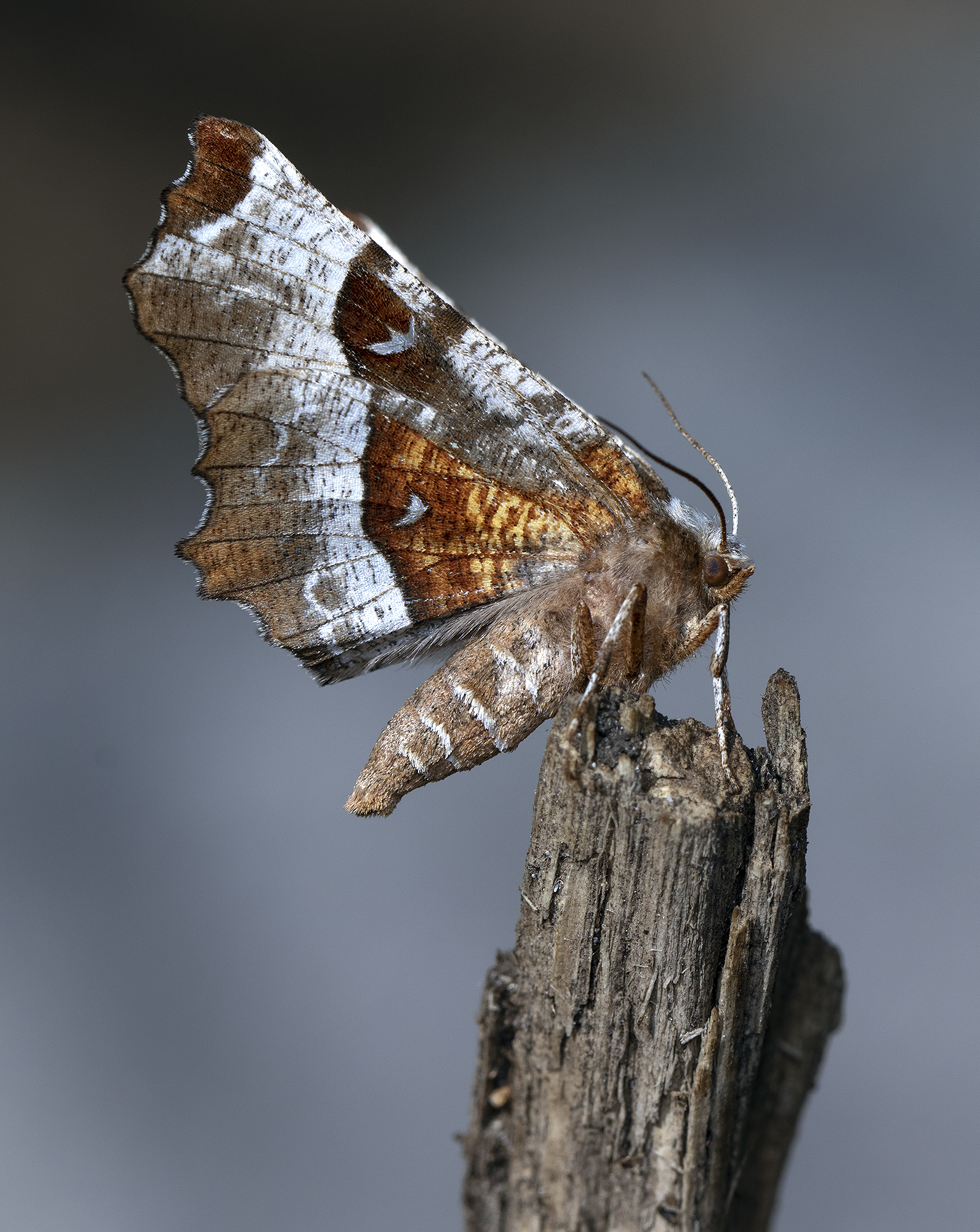 Selenia tetralunaria
