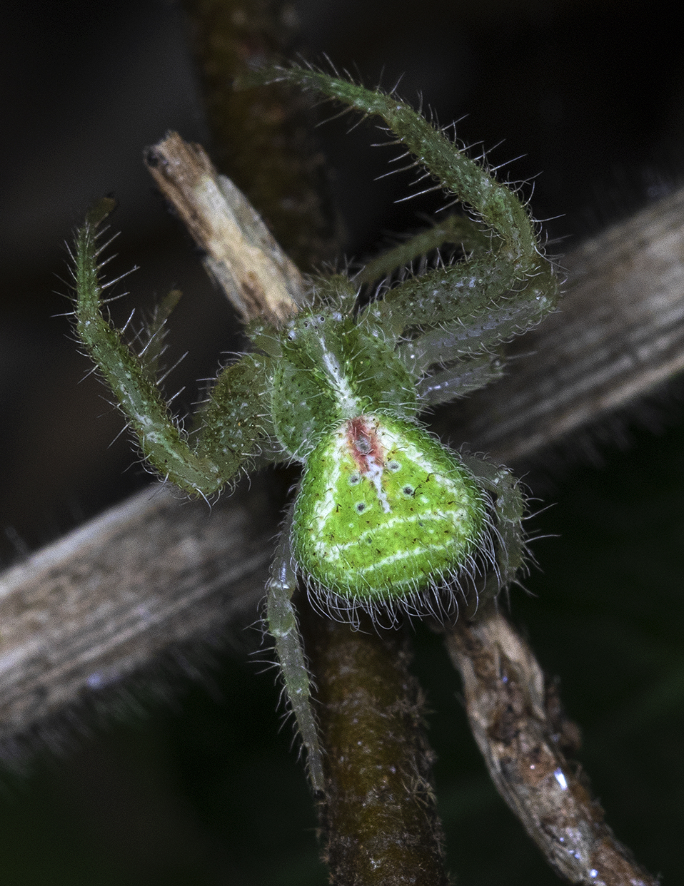Heriaeus sp.