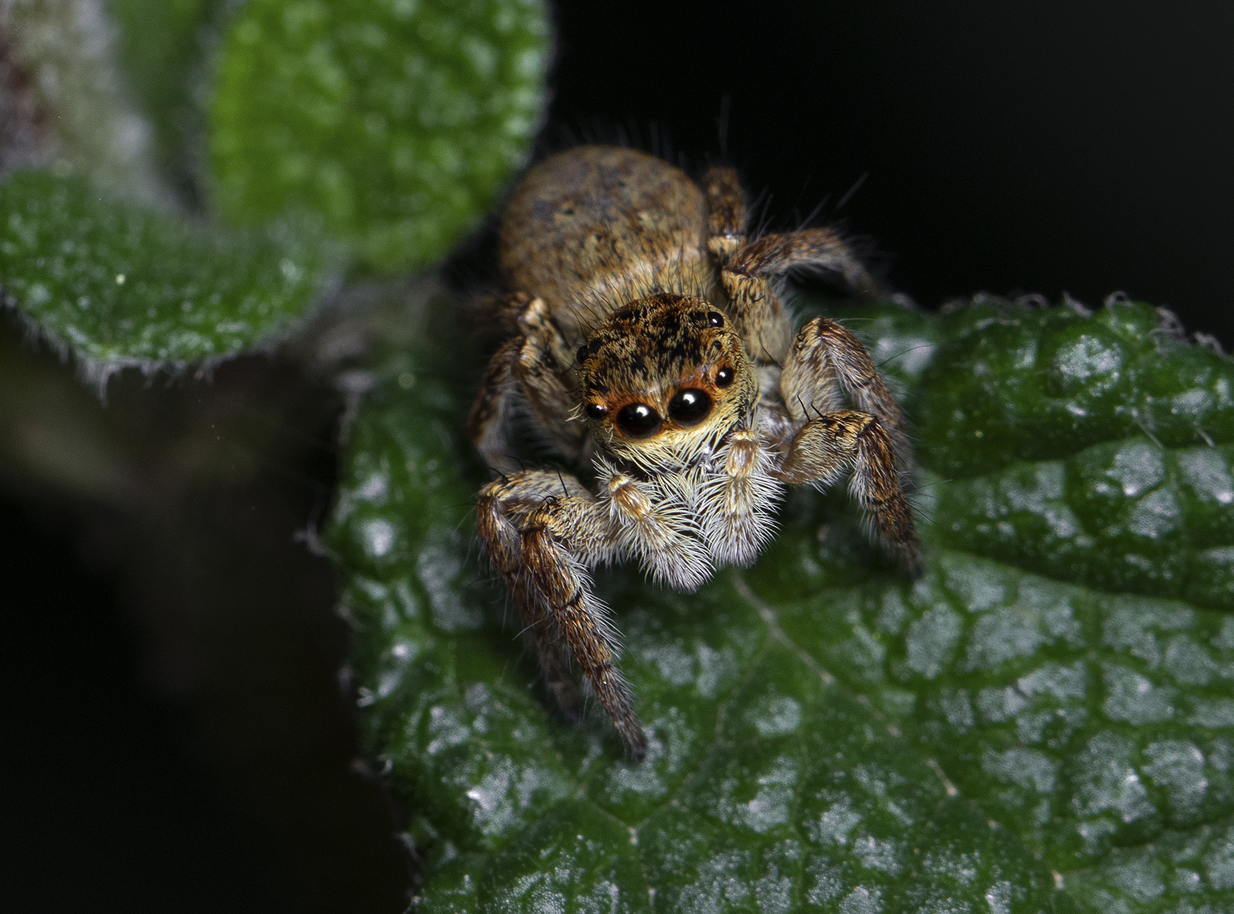 Carrhotus xanthogramma, femmina.