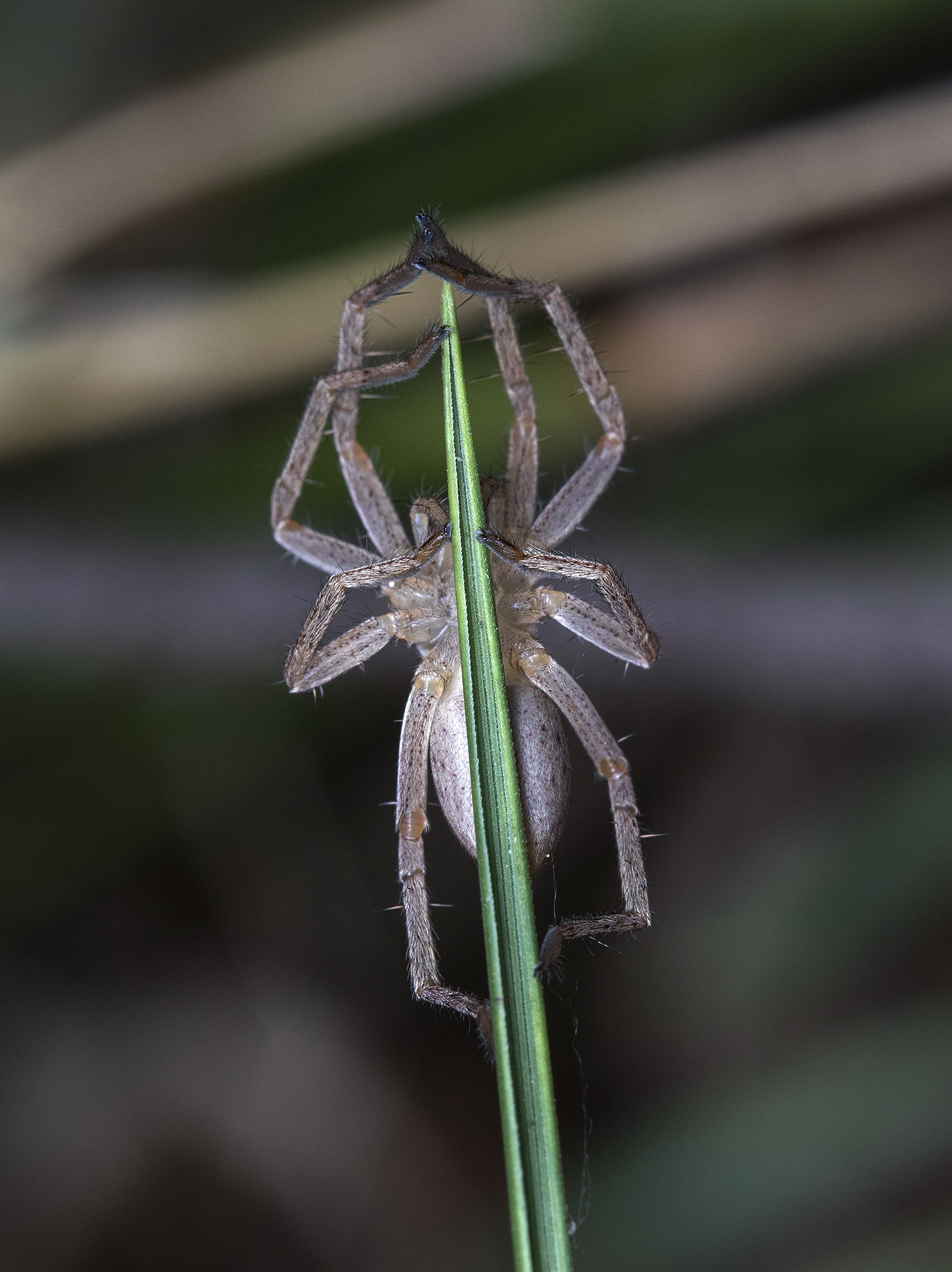 Micrommata sp.