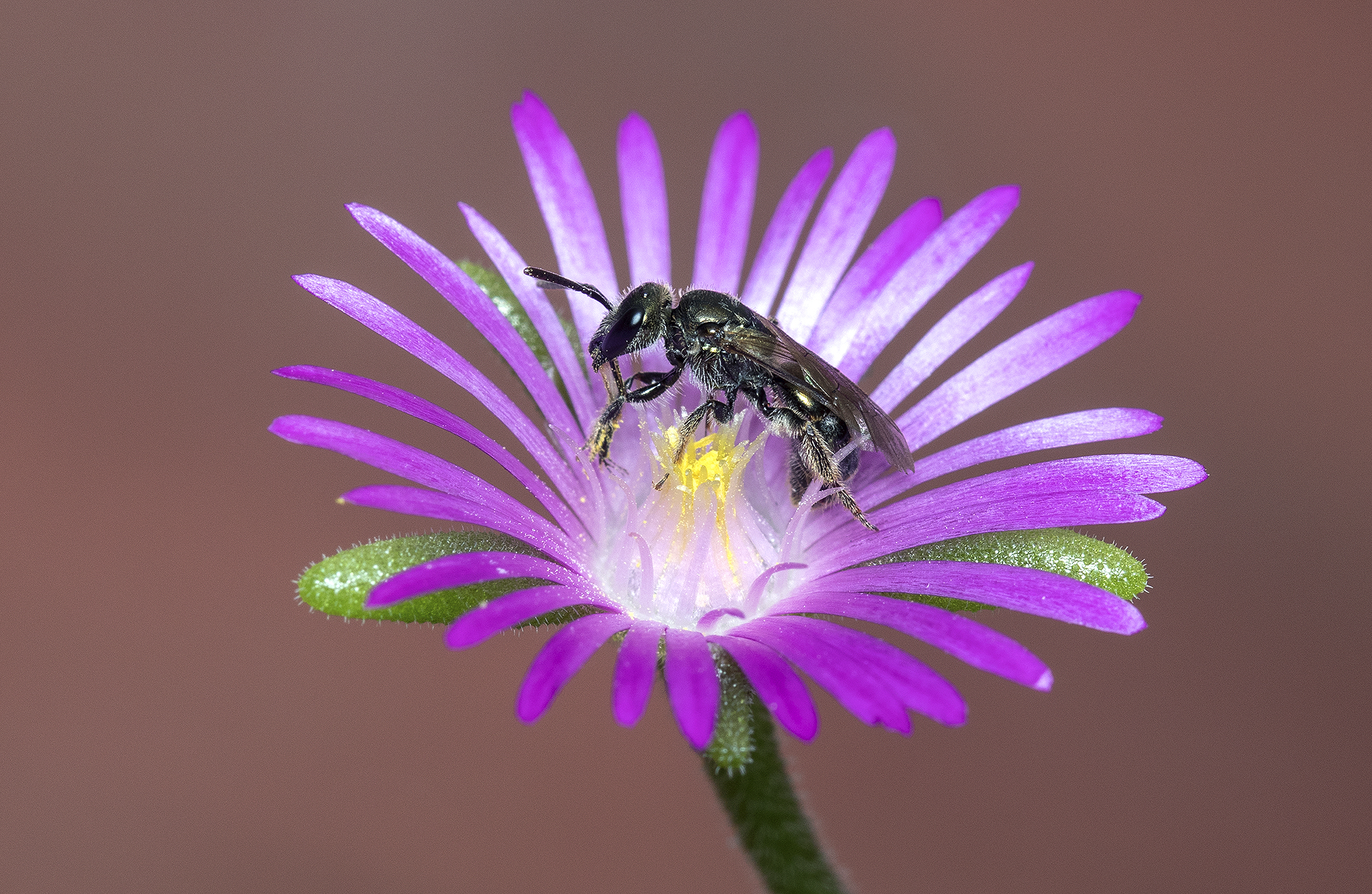 Non identificato, su Drosanthemum sp.