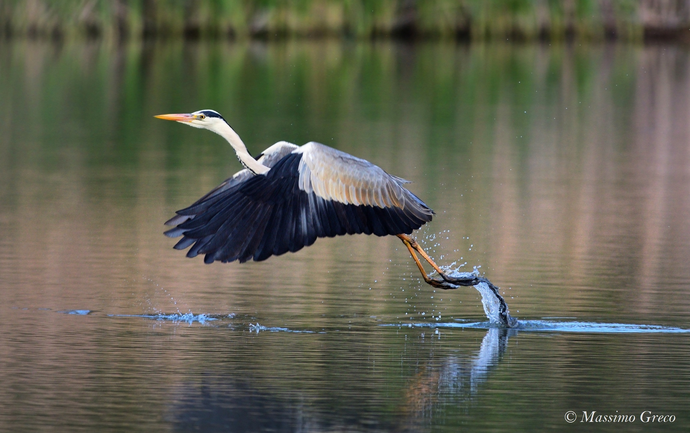 Grey Heron