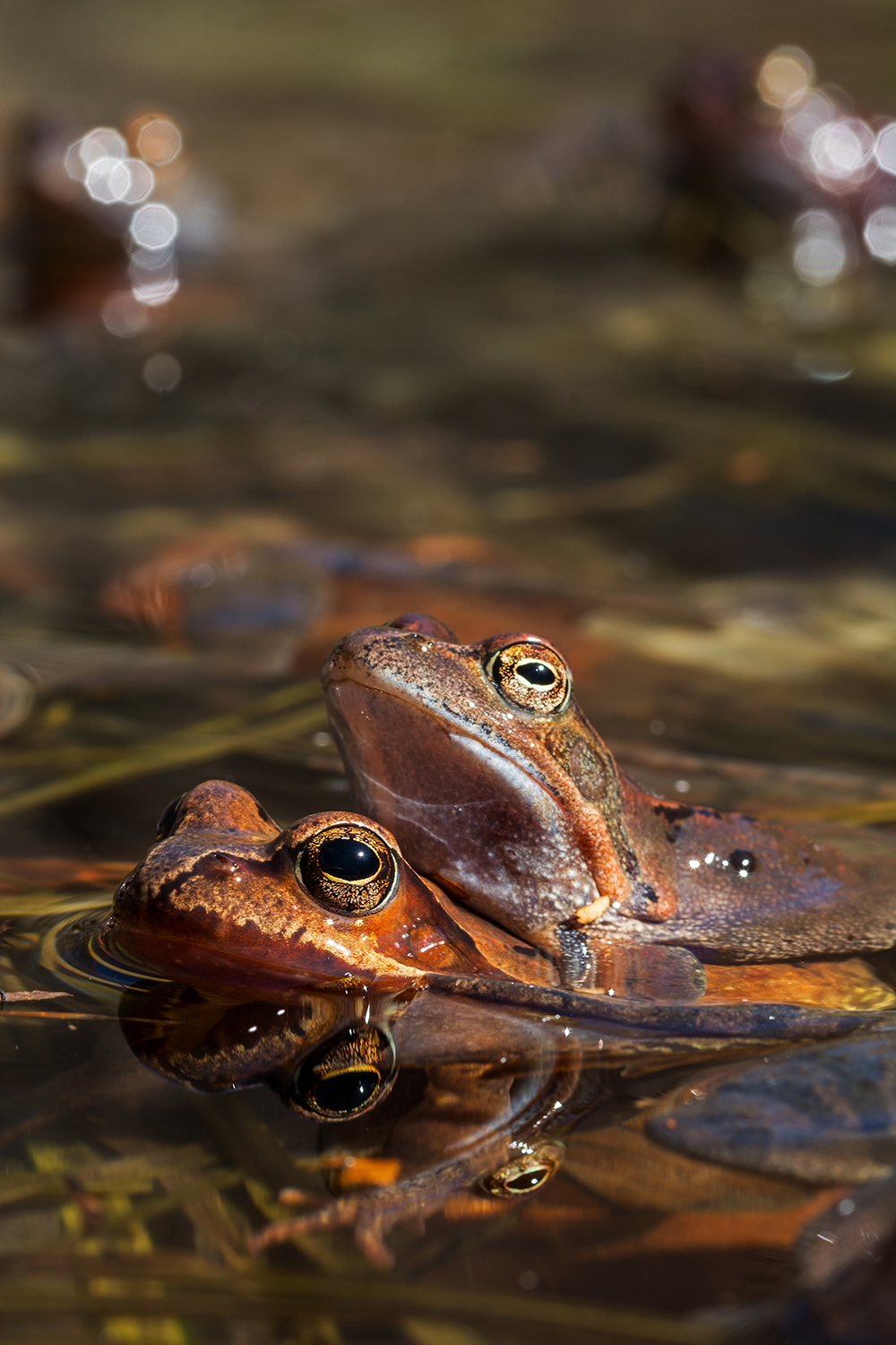 Amori dentro l'acqua