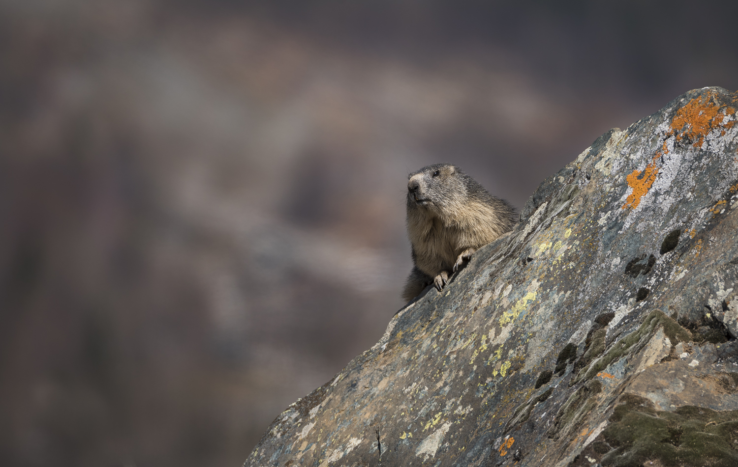 Marmot