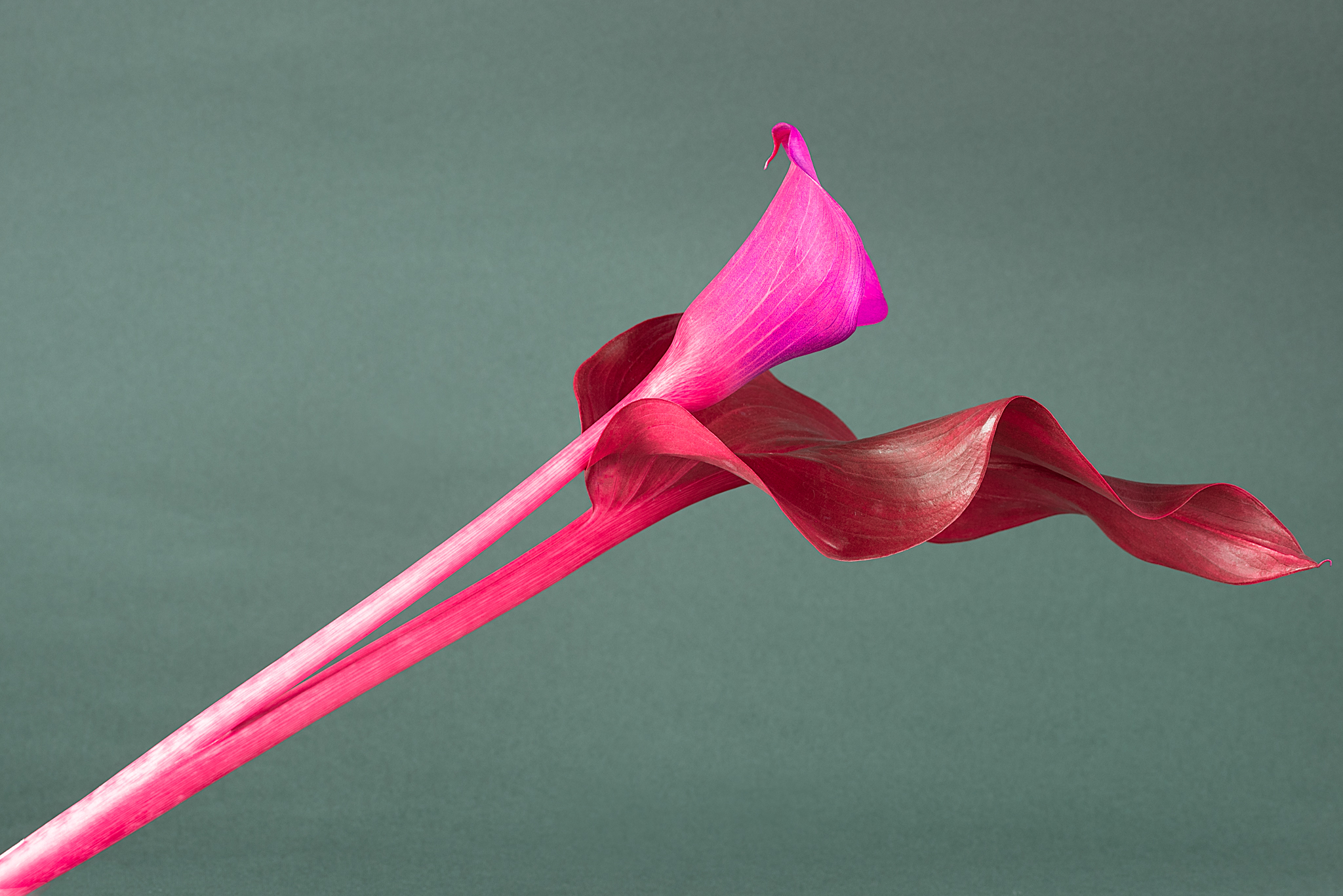 Calla