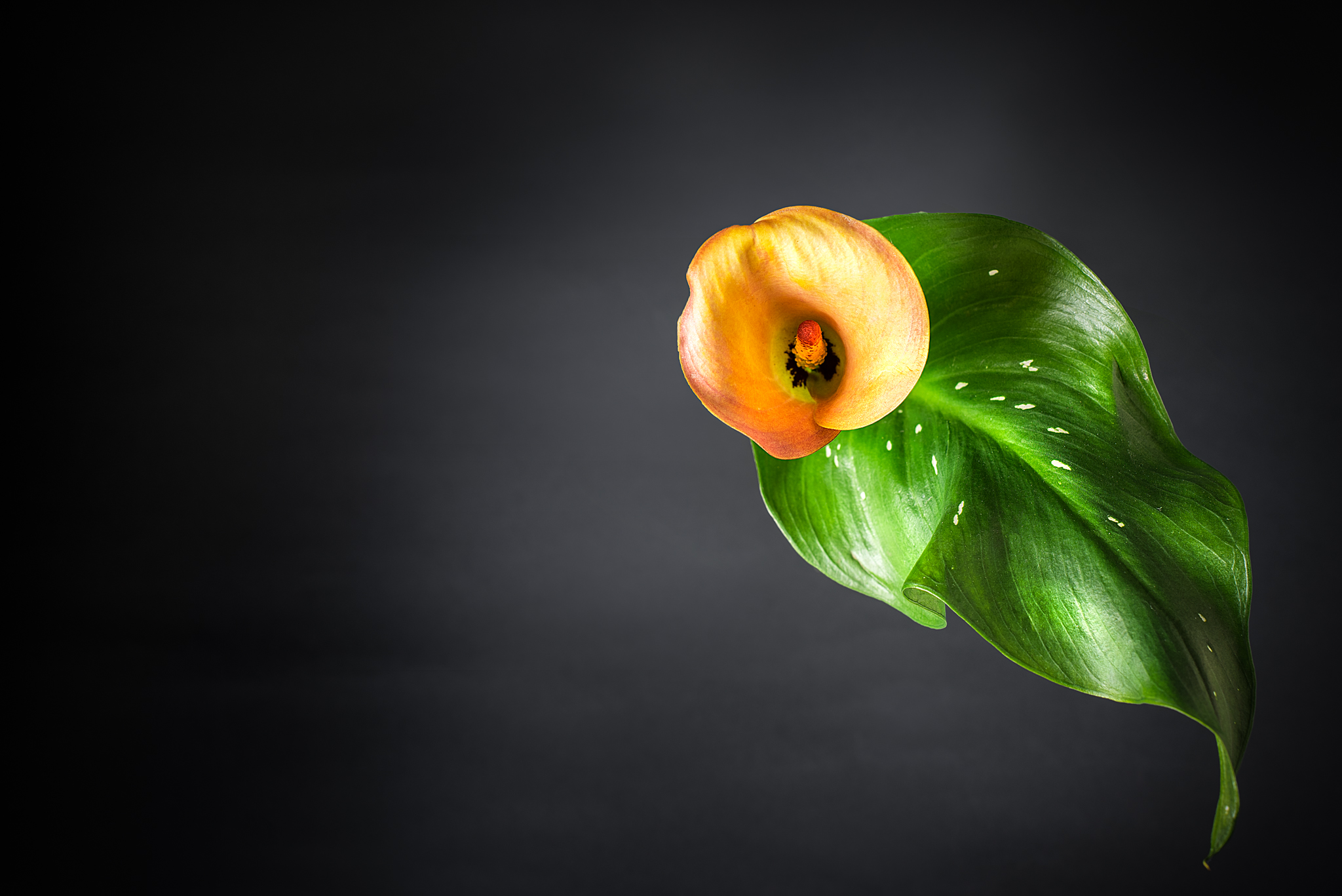 Calla