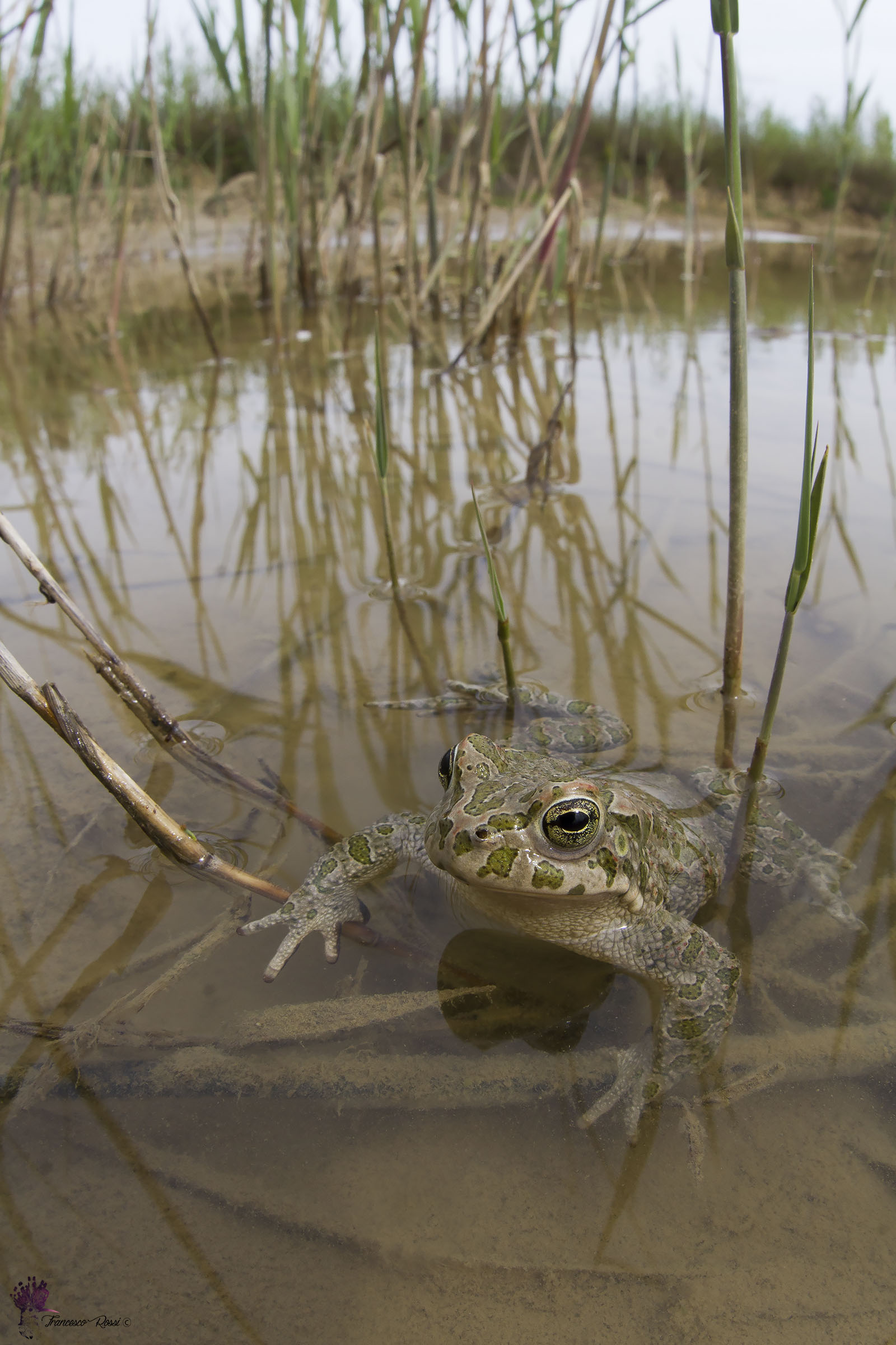 Emerald Toad in his habitat