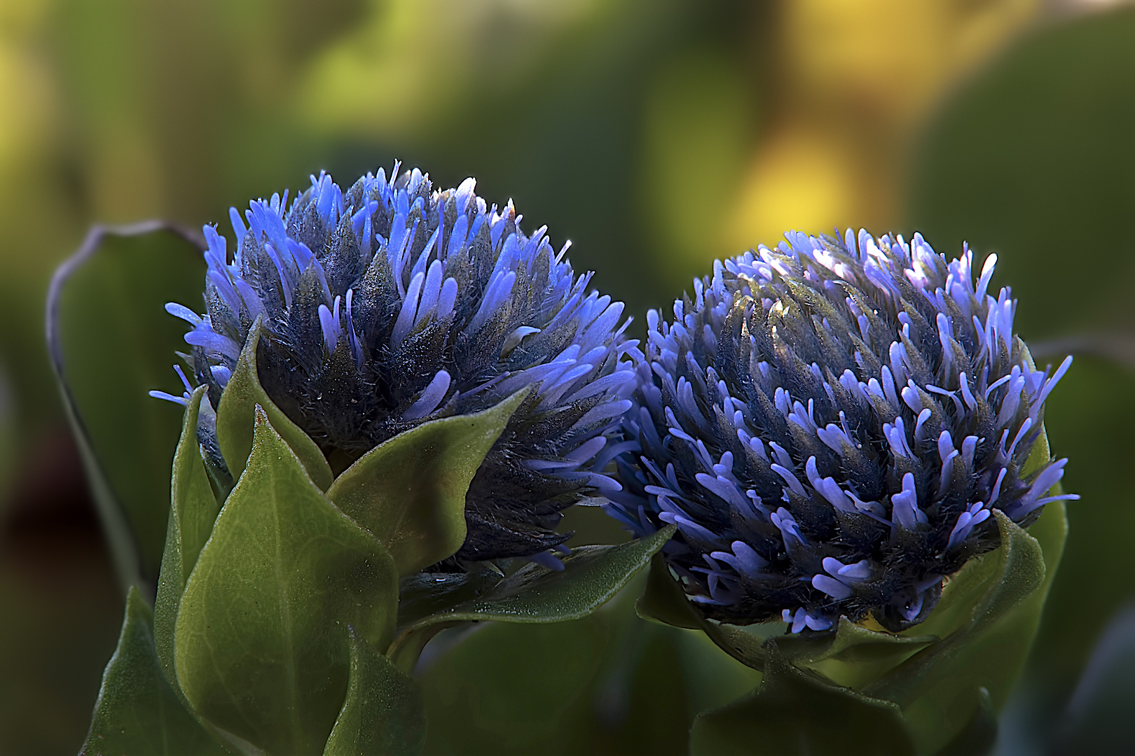 Boccioli di Vedovella Alpina