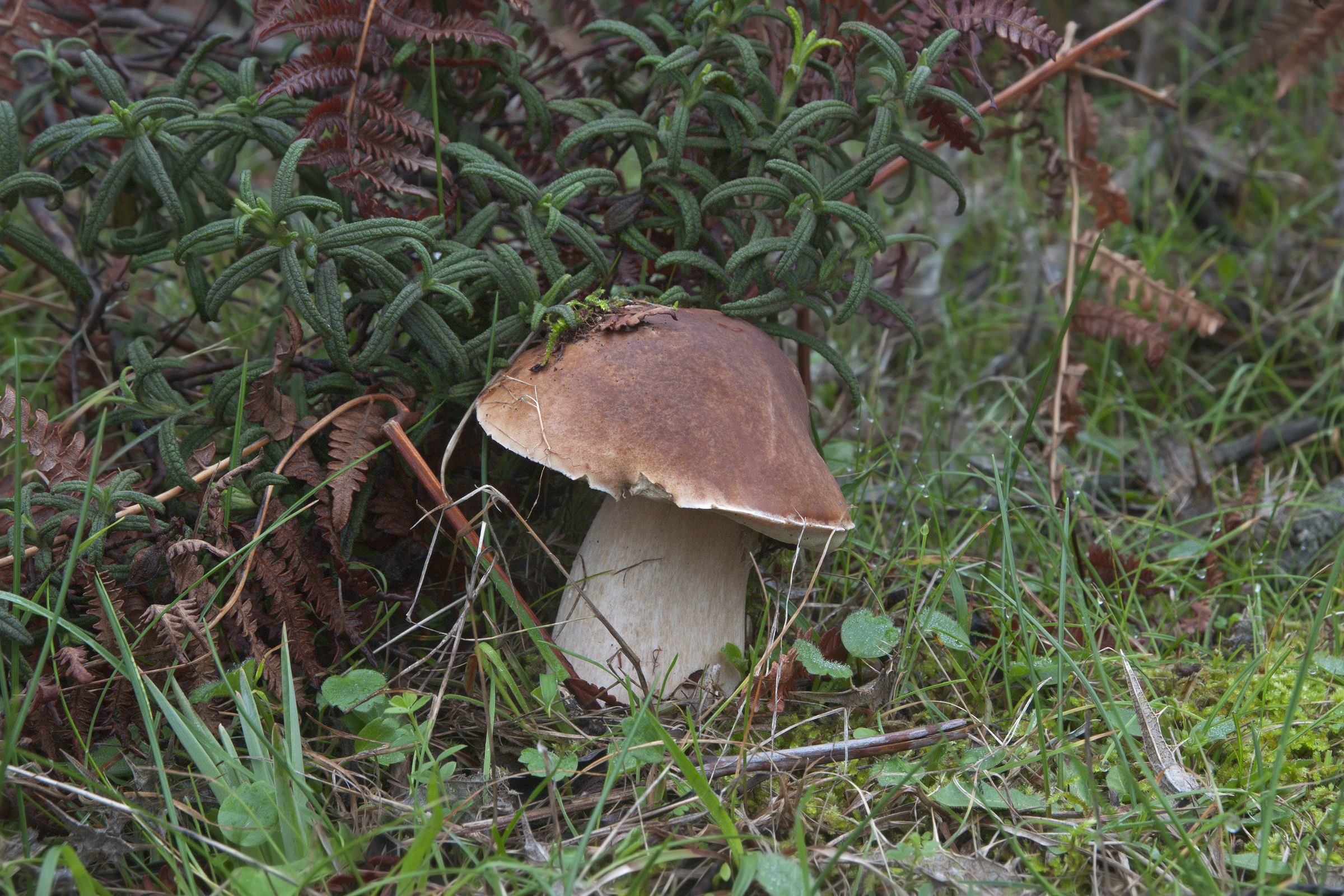 Boletus edulis