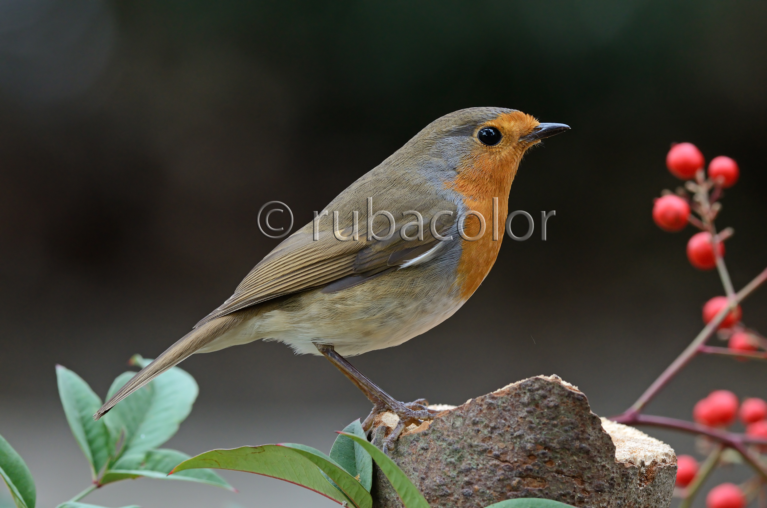 The last robin of the year