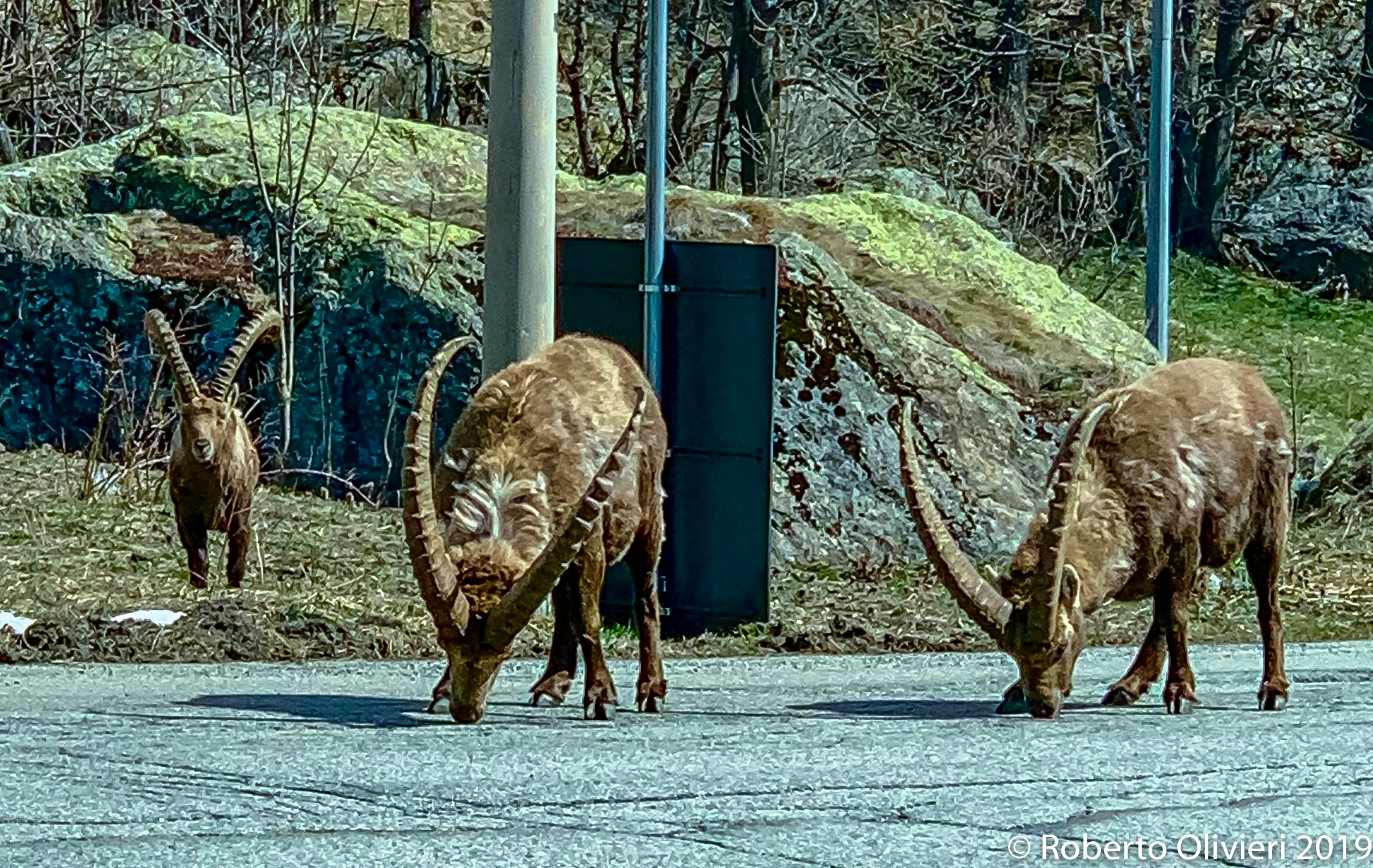 Capra ibex(Stambecco)