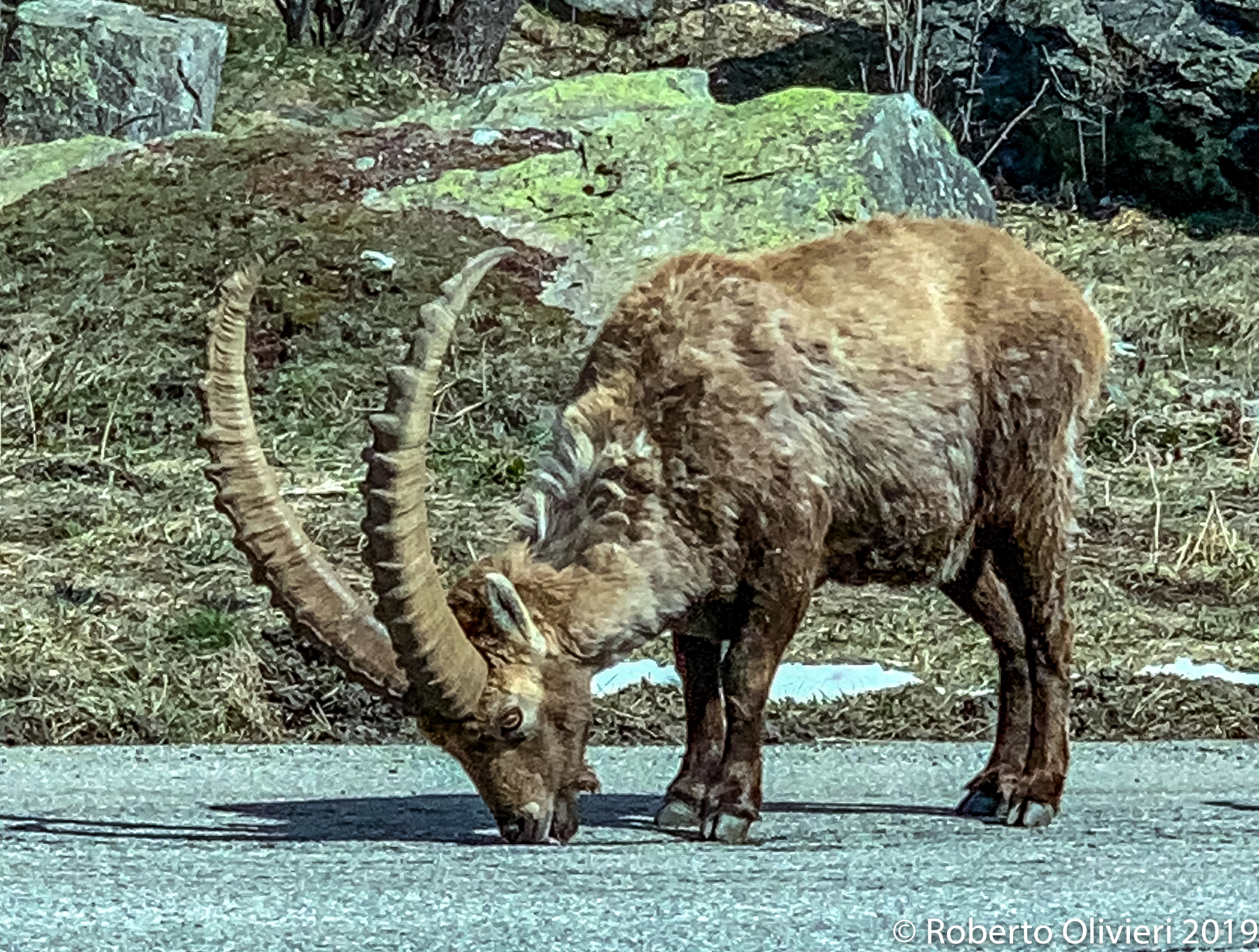 Capra ibex(Stambecco)