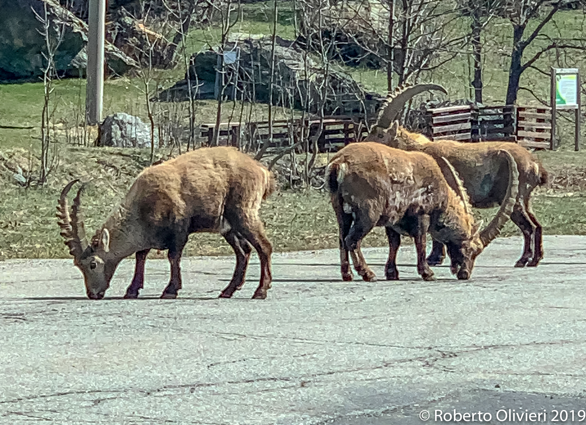 Capra ibex(Stambecco)
