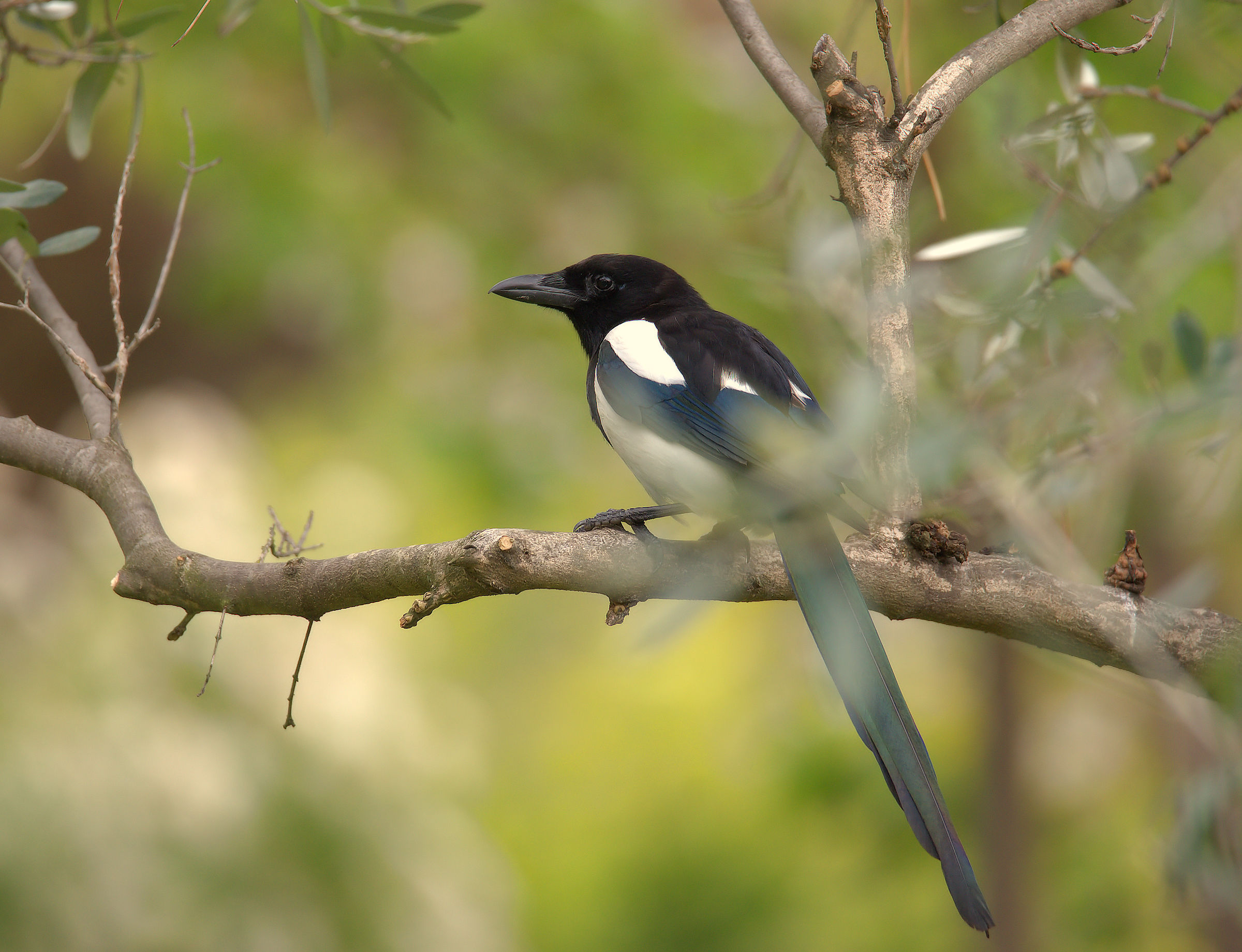 Magpie