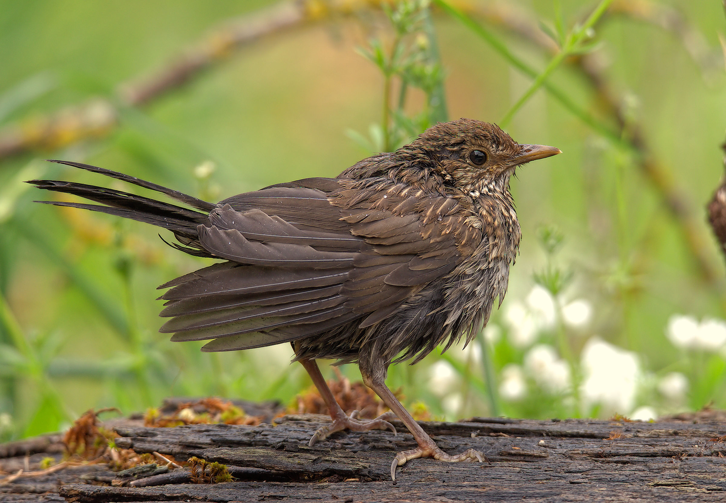 Female Blackbird