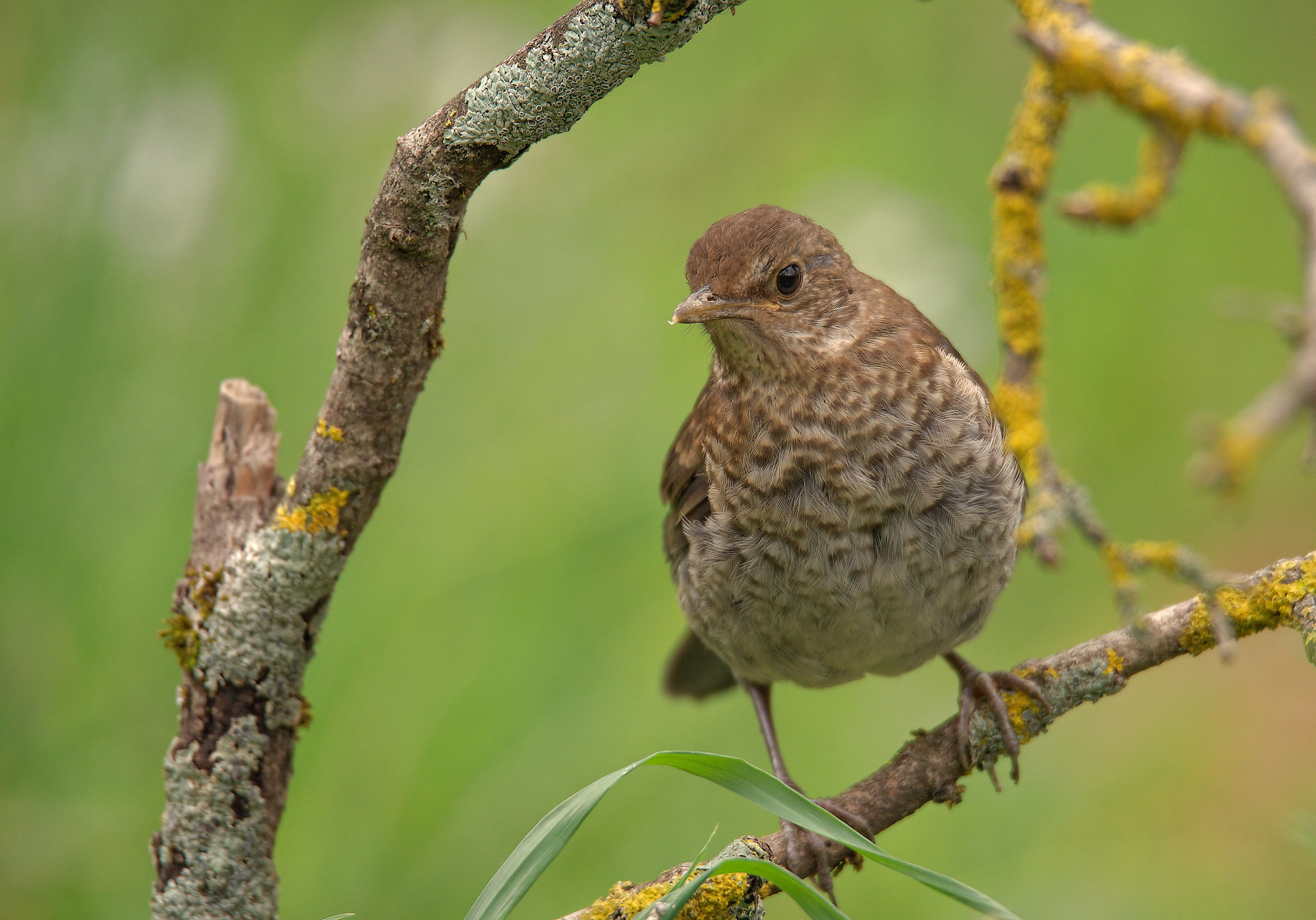 Female Blackbird