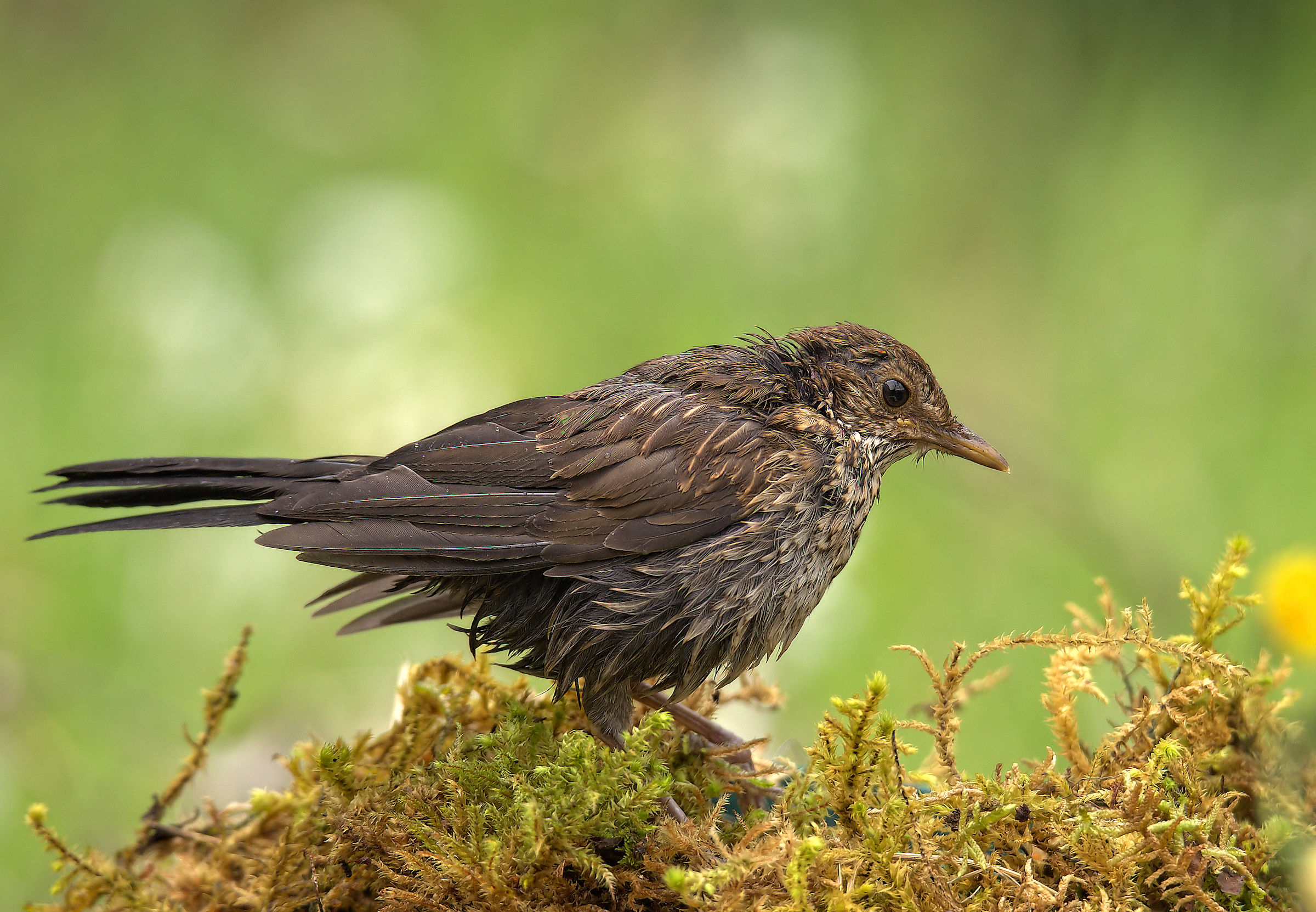 Female Blackbird