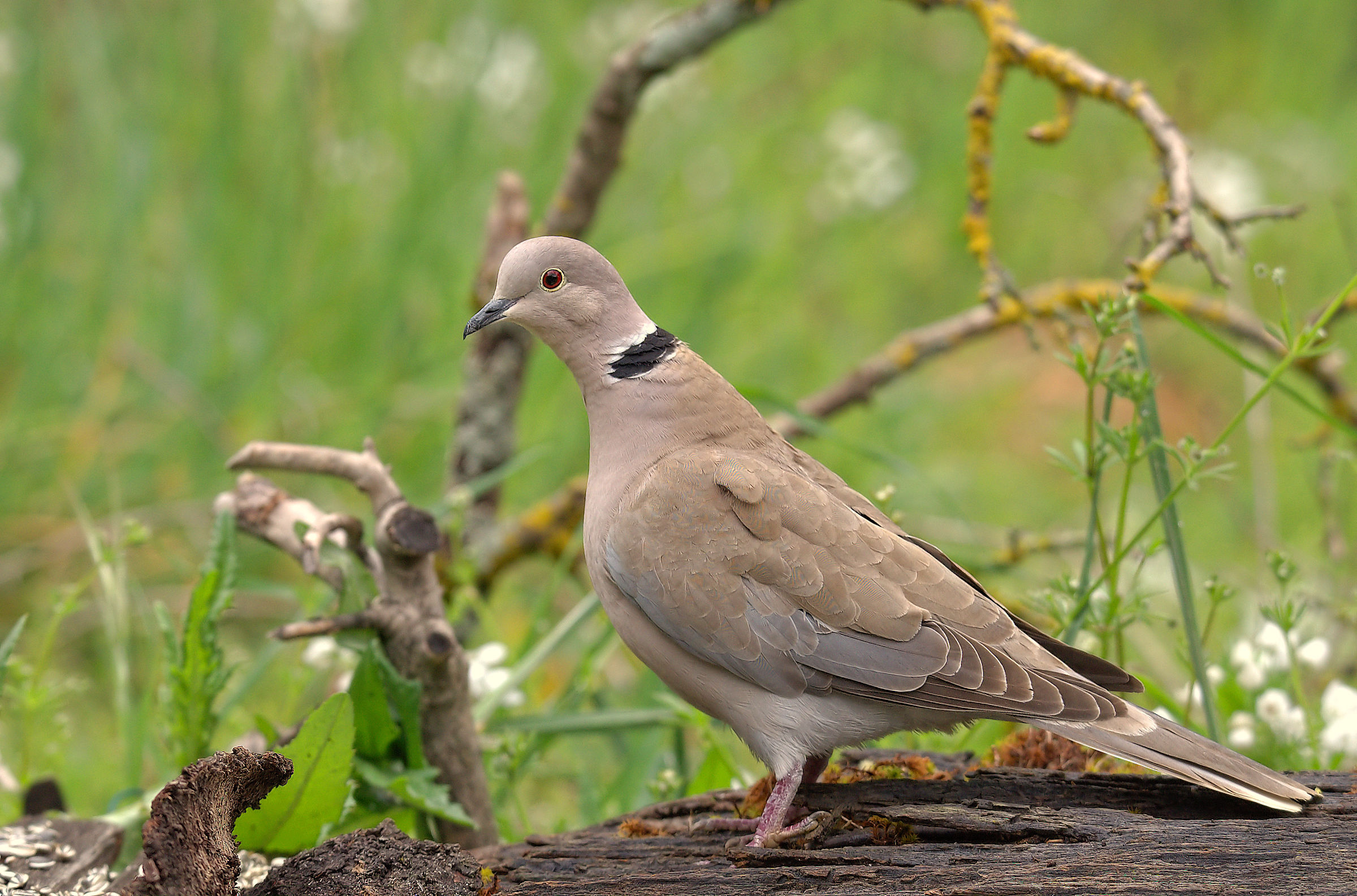 Collared Turtledove